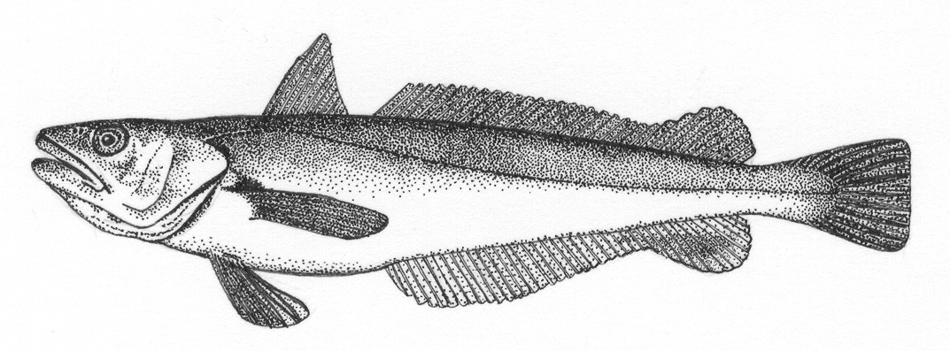 Shallow-water Cape hake (Merluccius capensis) — Merlucciidae