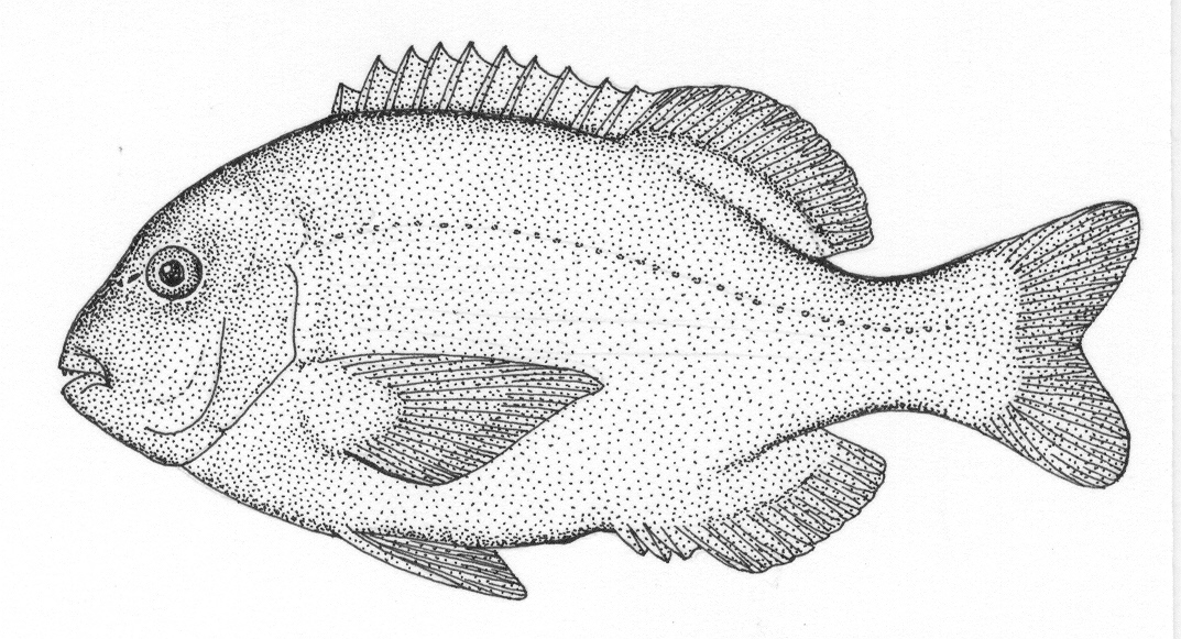 Janbruin seabream (Gymnocrotaphus curvidens) — Sparidae — 5