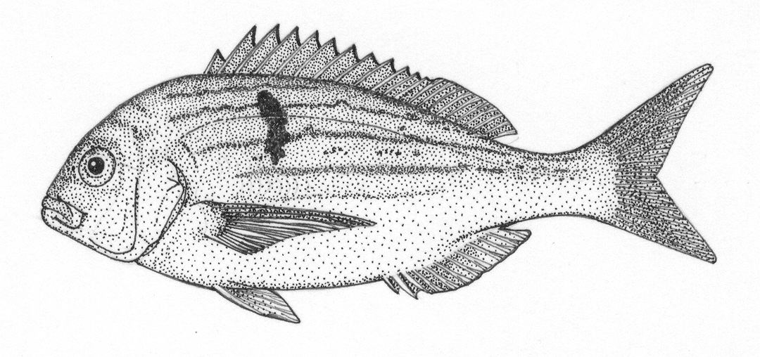 Seventyfour seabream (Polysteganus undulosus) — Sparidae — 5
