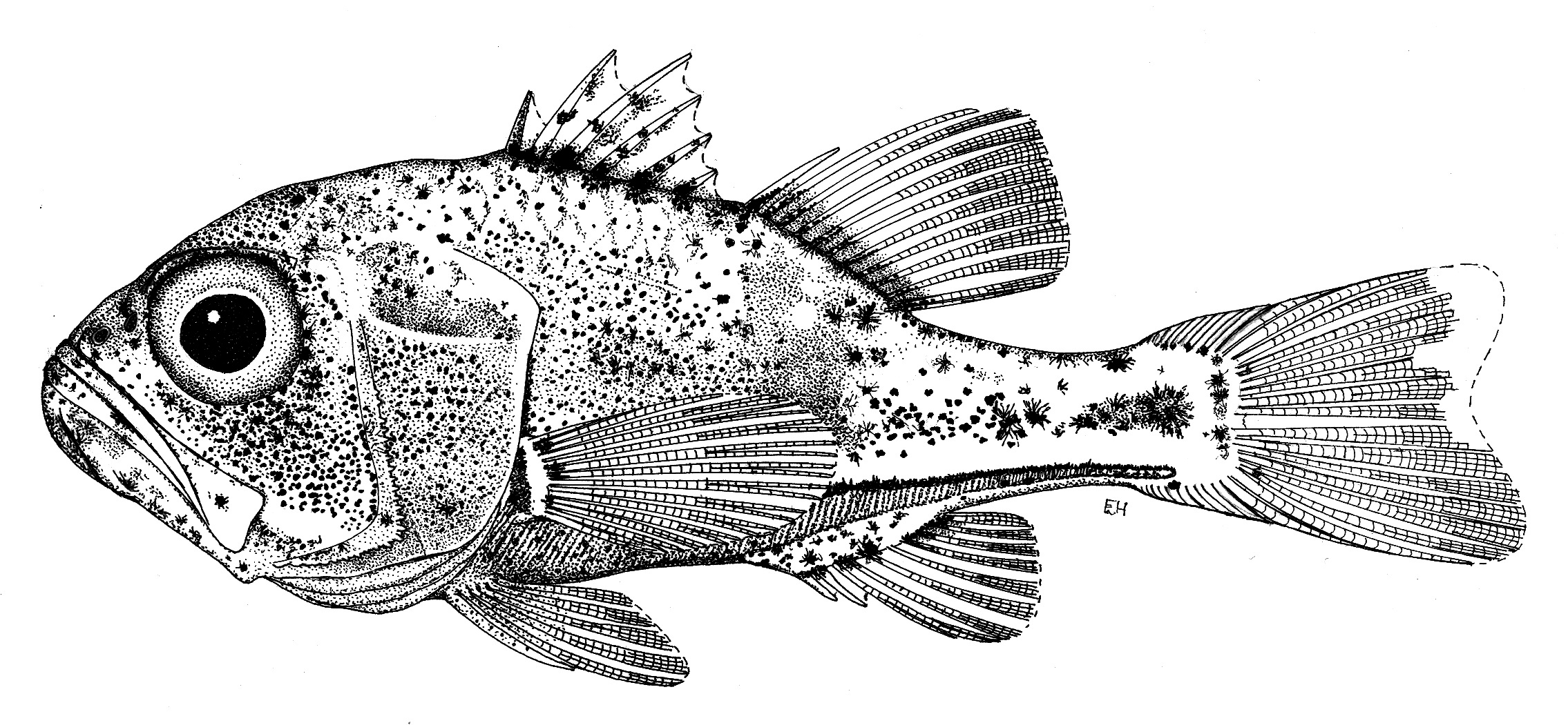 Majima's siphonfish (Siphamia majimai) — Apogonidae — 5