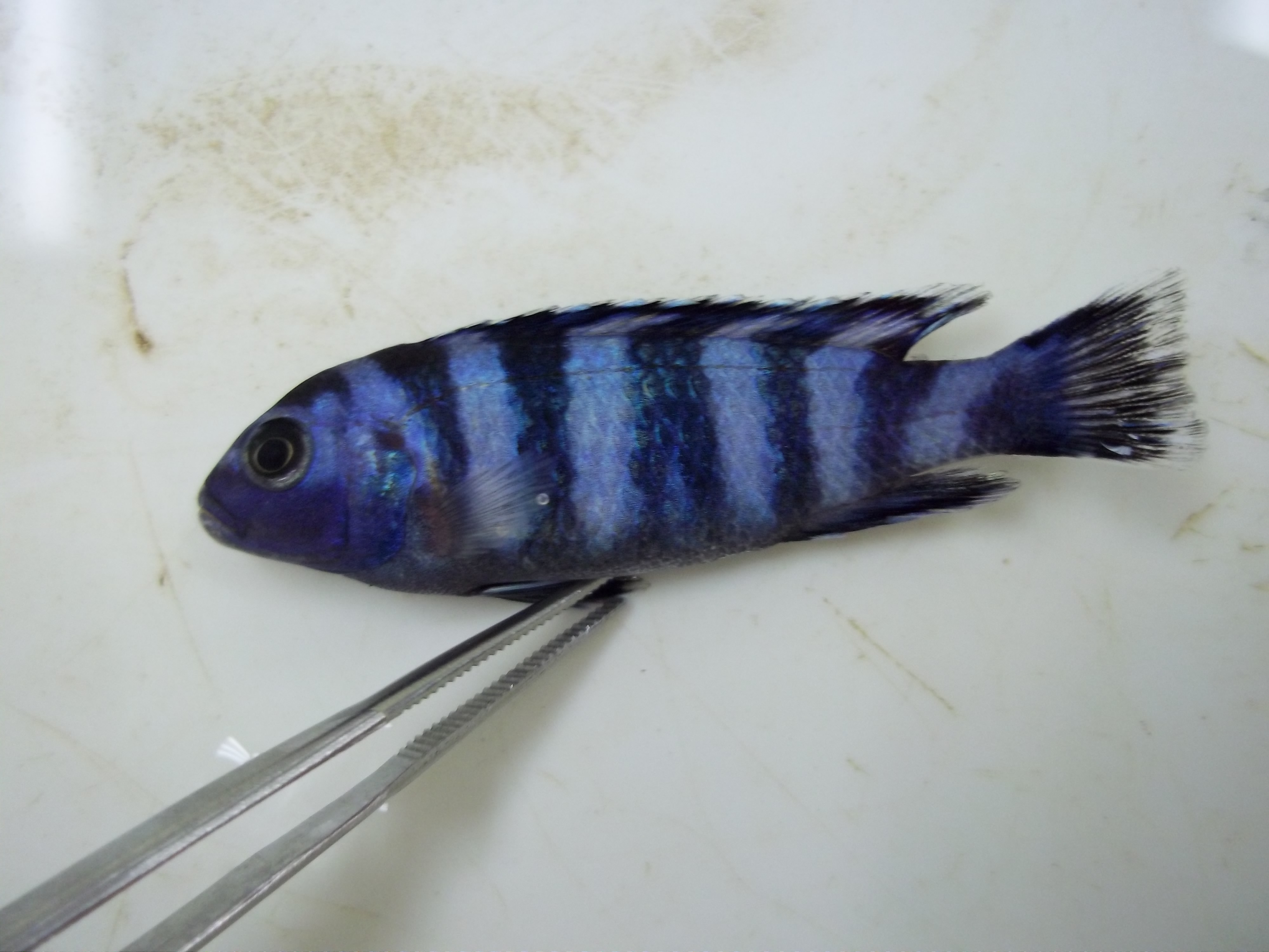 Demasoni mbuna (Pseudotropheus demasoni) — Cichlidae — 2