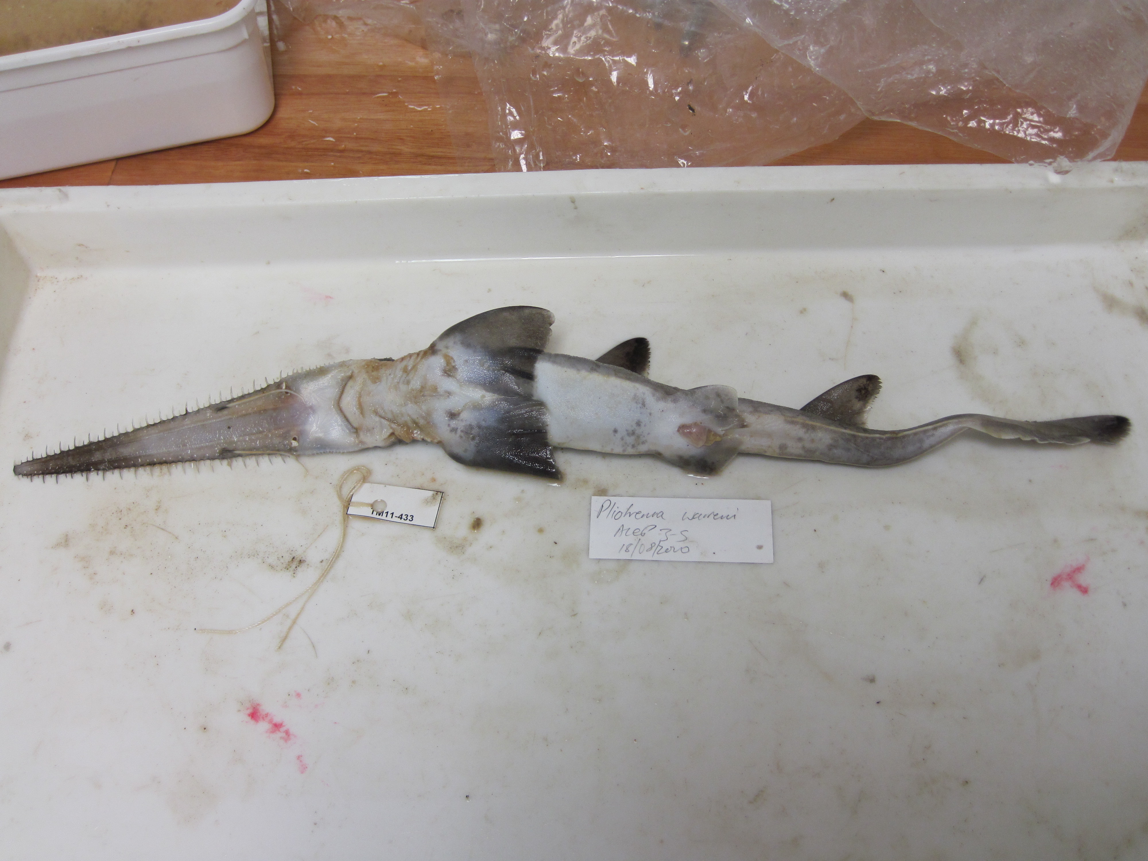 Sixgill sawshark (Pliotrema warreni) — Pristiophoridae — 5