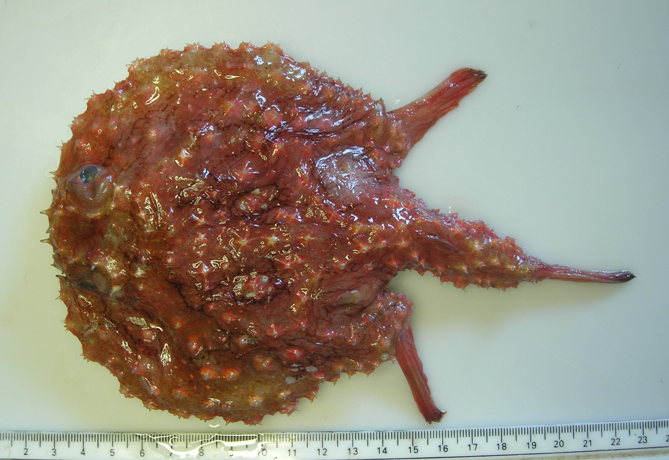 Circular seabat (Halieutaea fitzsimonsi) — Ogcocephalidae