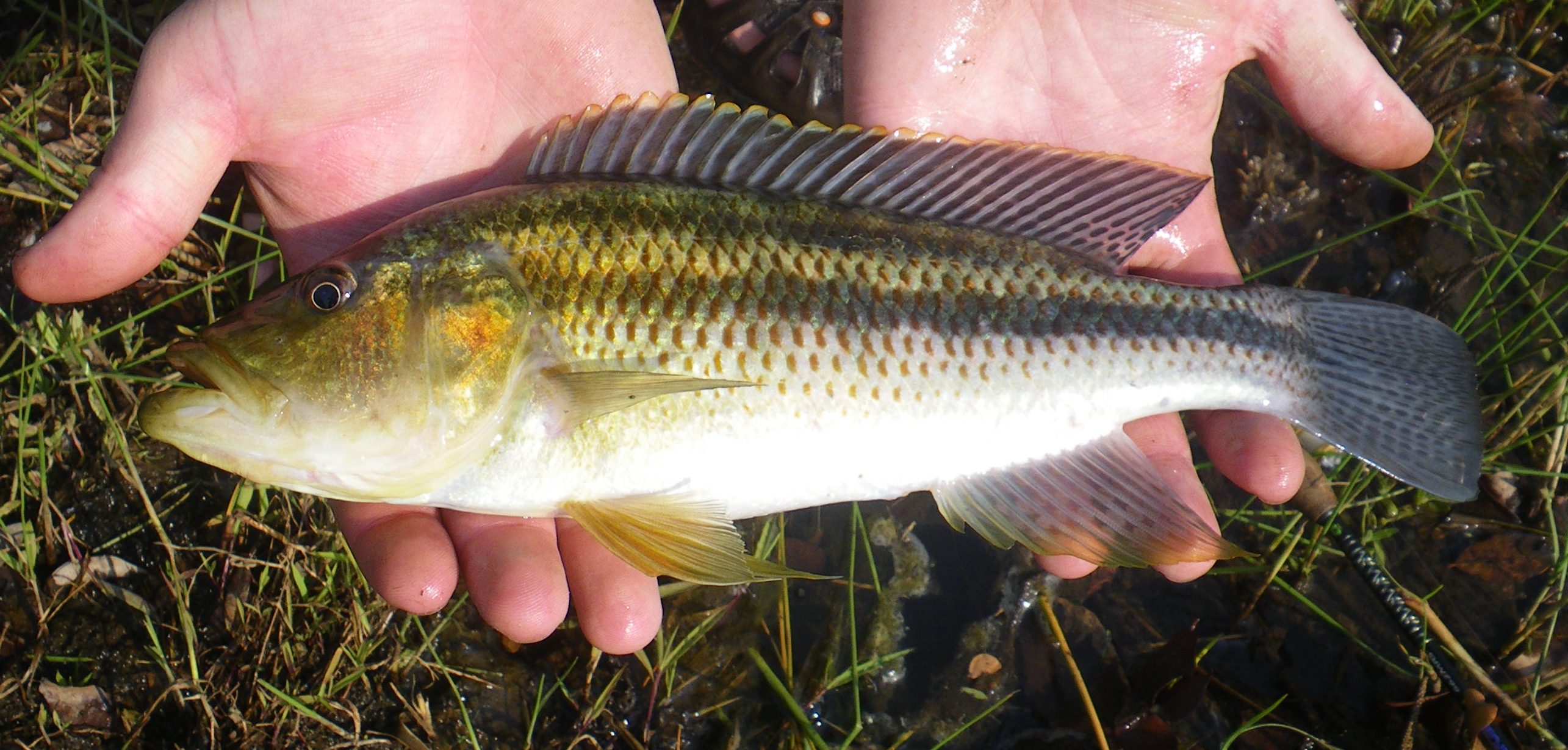 Brownspot largemouth (Serranochromis thumbergi) — Cichlidae — 2