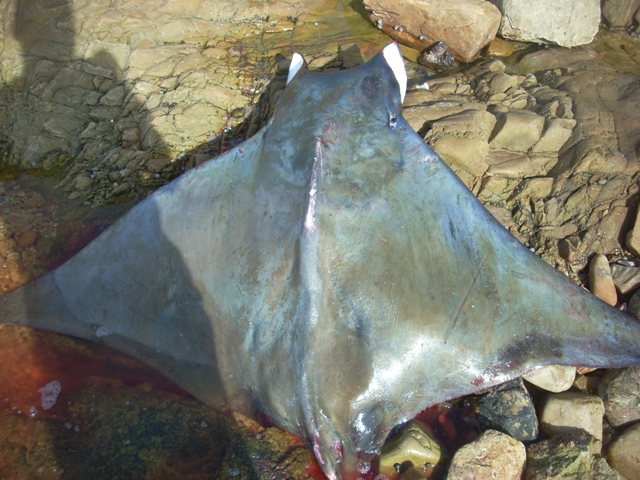 Devilray (Mobula japanica) — Myliobatidae — 3