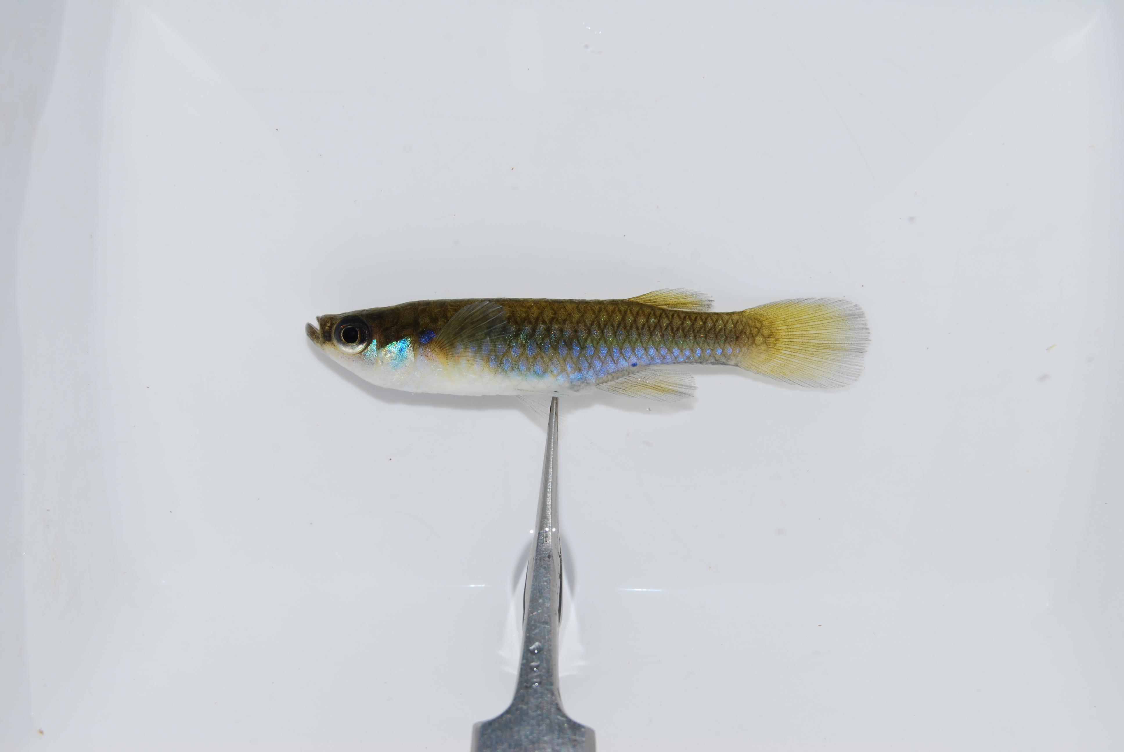 Meander lampeye (Micropanchax hutereaui) — Poeciliidae — 2