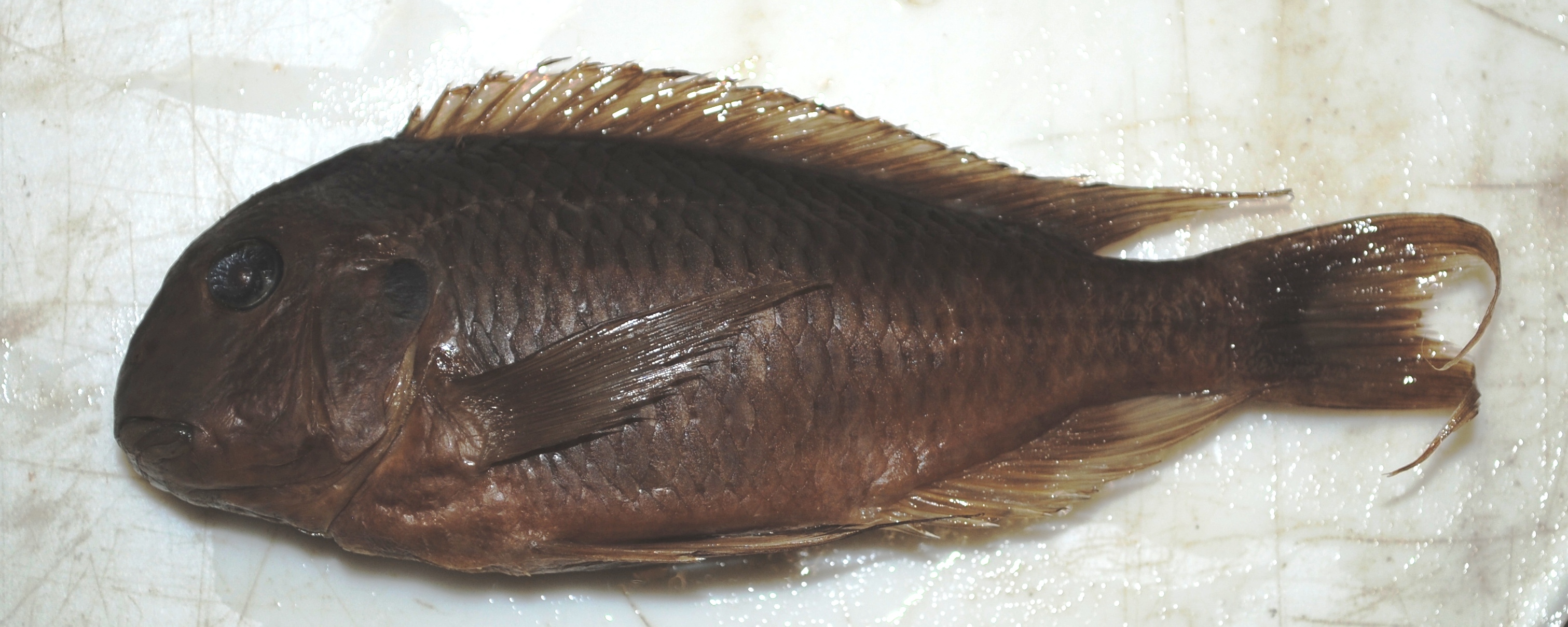 Tropheus polli