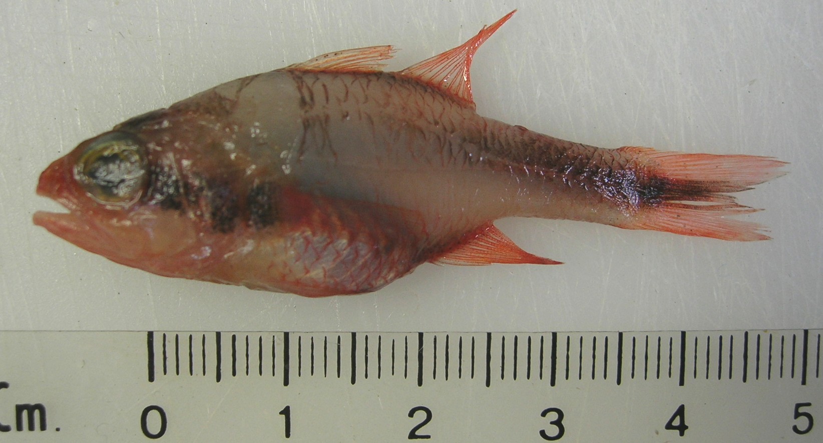 Oblique-banded cardinalfish (Apogon semiornatus) — Apogonidae — 3