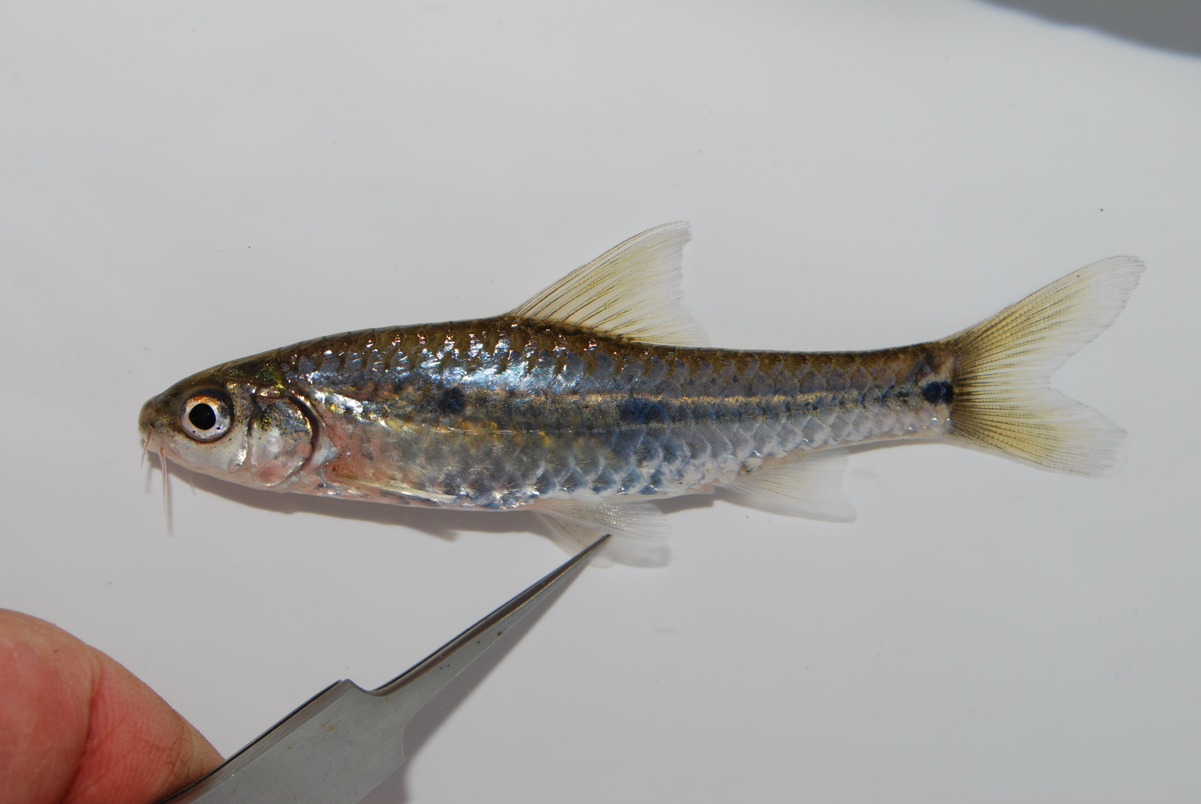 Broadstriped barb (Enteromius annectens) — Cyprinidae — 2
