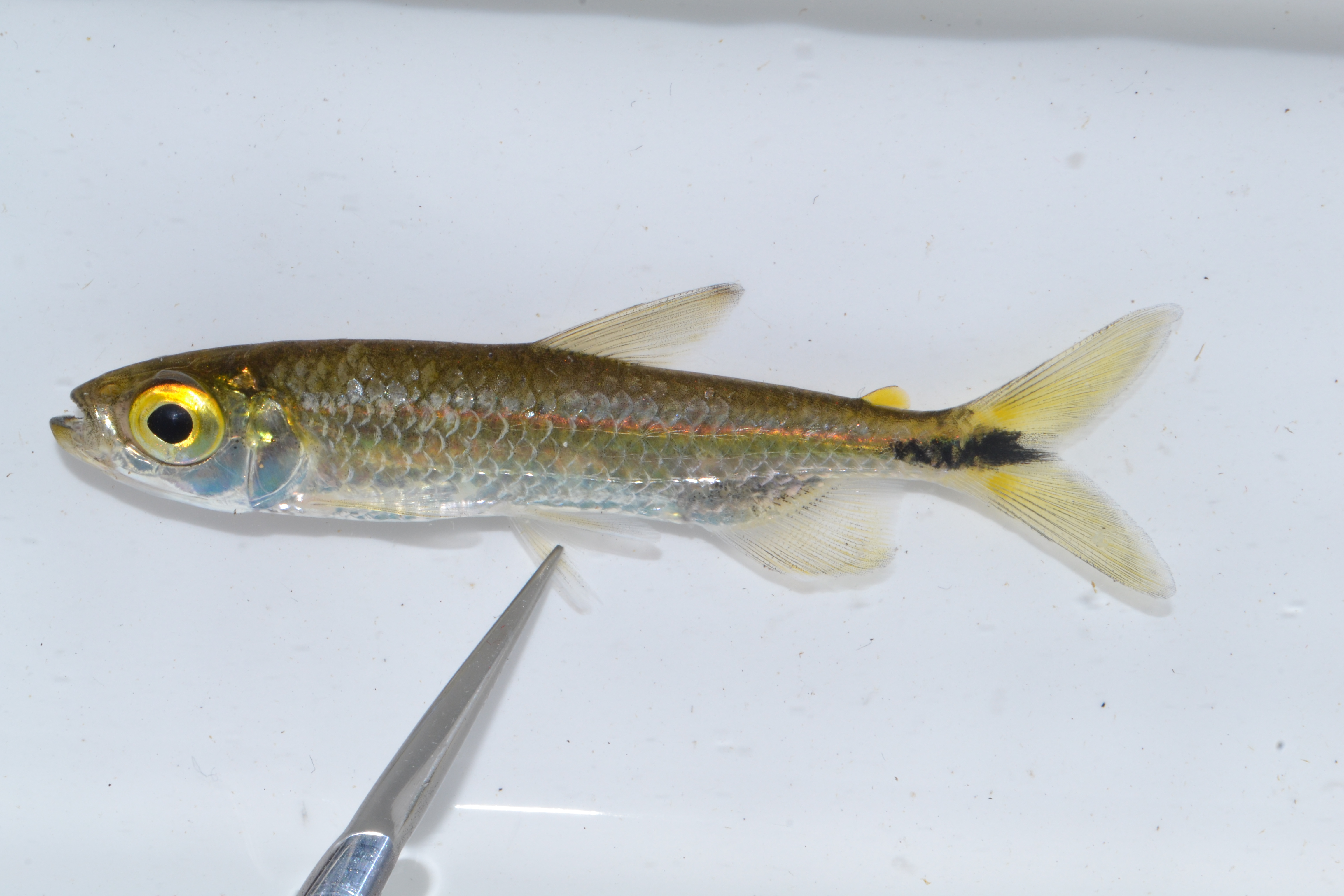 Striped robber (Brycinus lateralis) — Alestidae