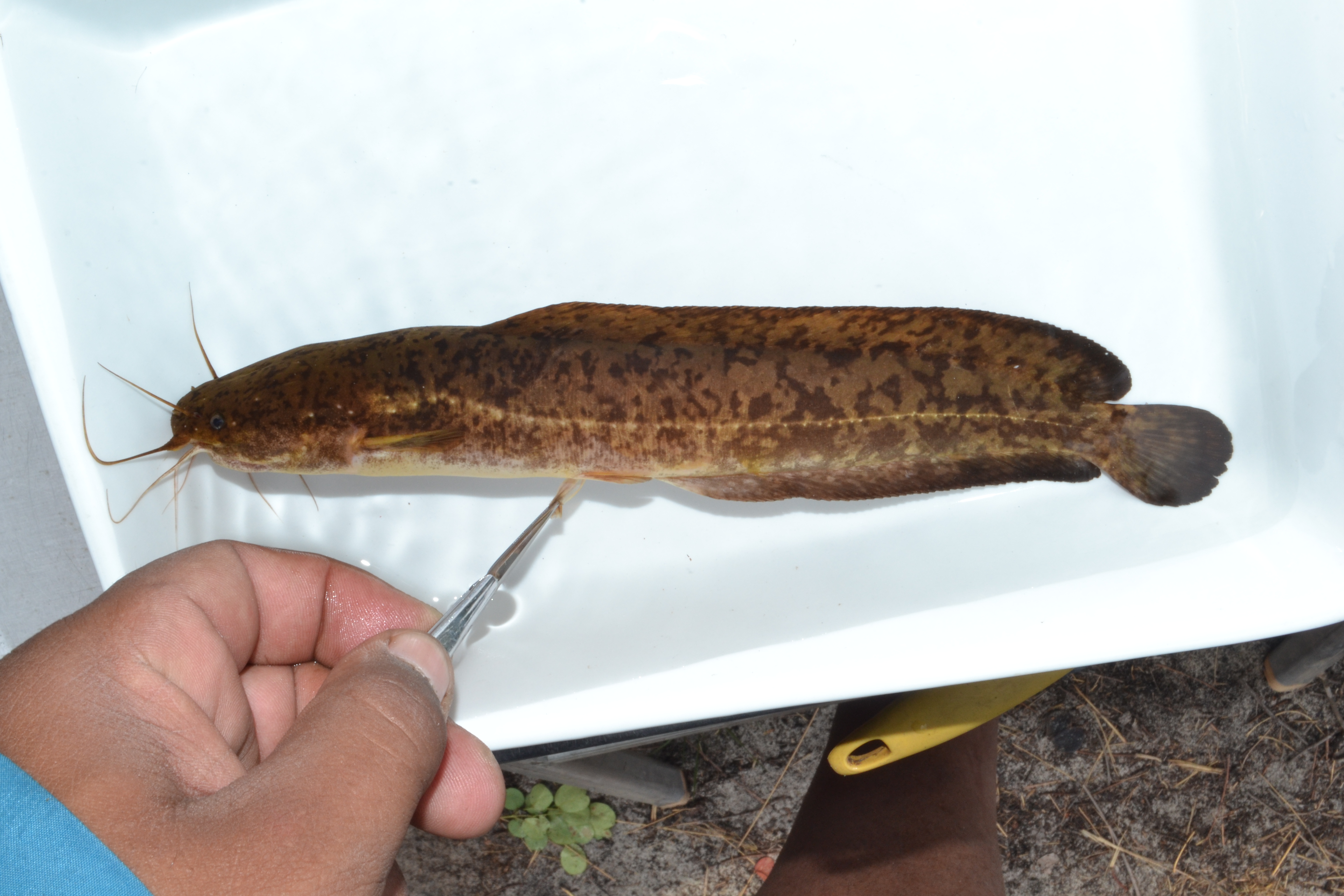Blotched catfish (Clarias stappersii) — Clariidae — 4