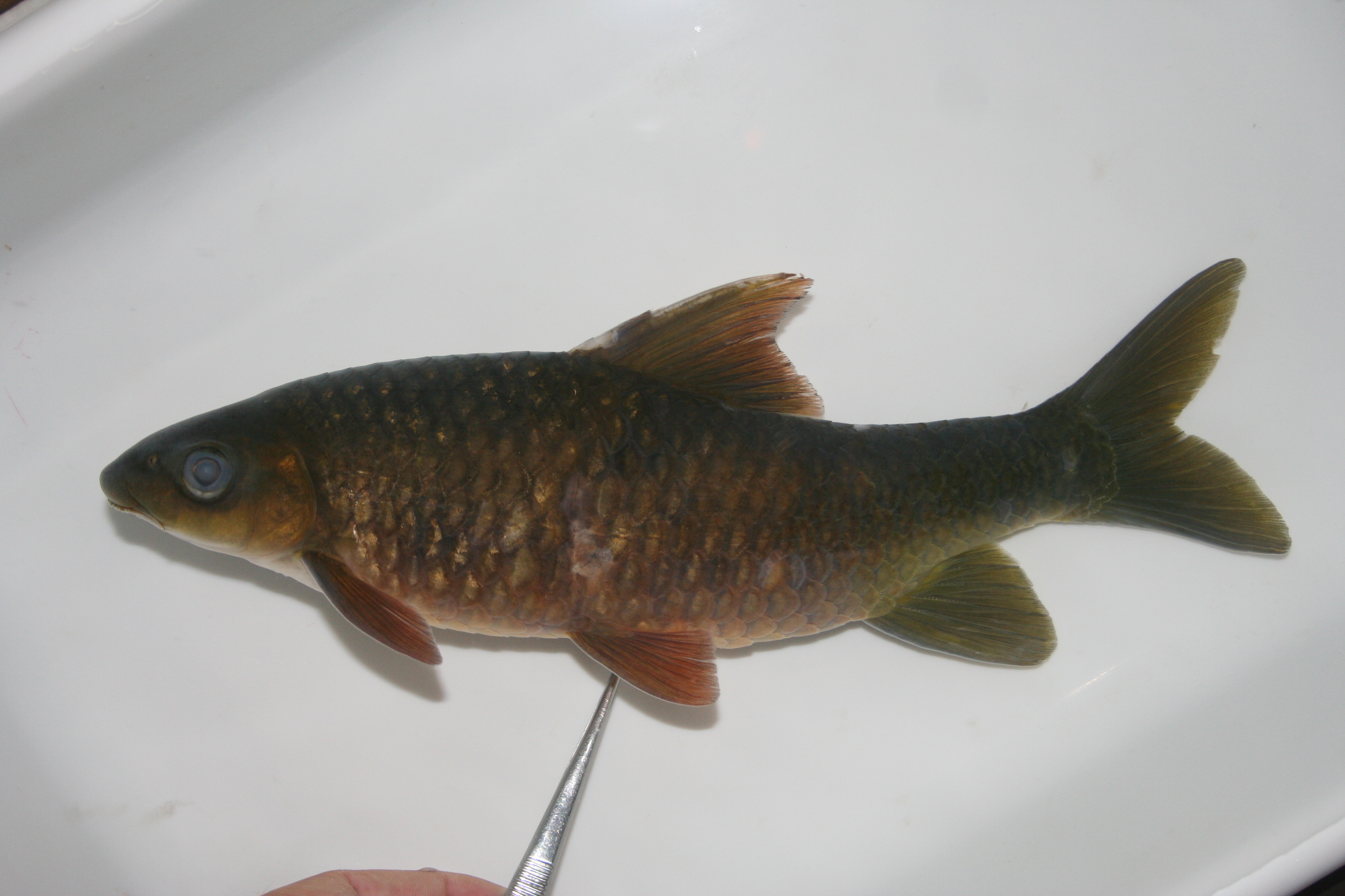 Cuanza yellowfish (Labeobarbus ensifer) — Cyprinidae