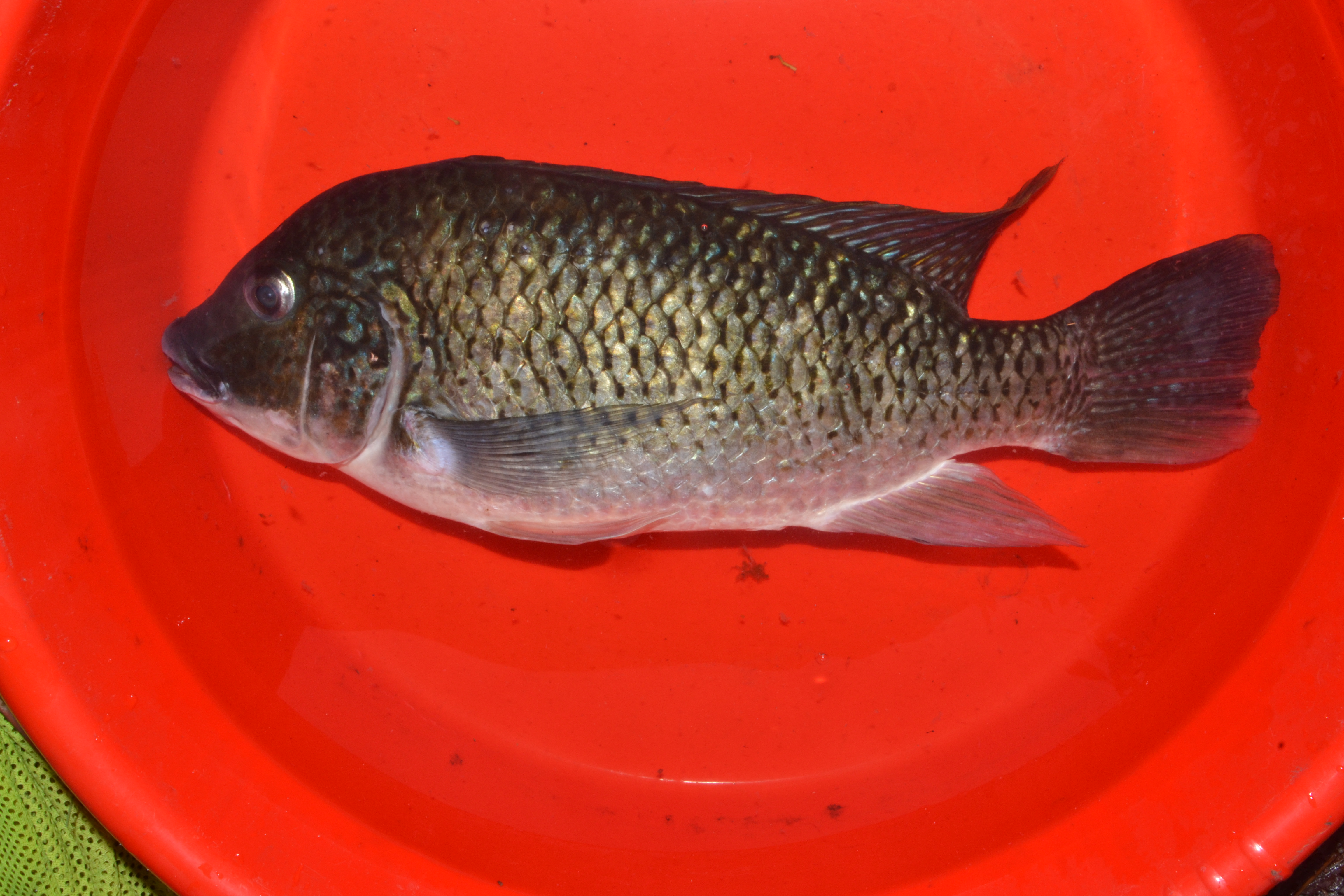 Manyspined ctenopoma (Ctenopoma multispine) — Anabantidae — 2