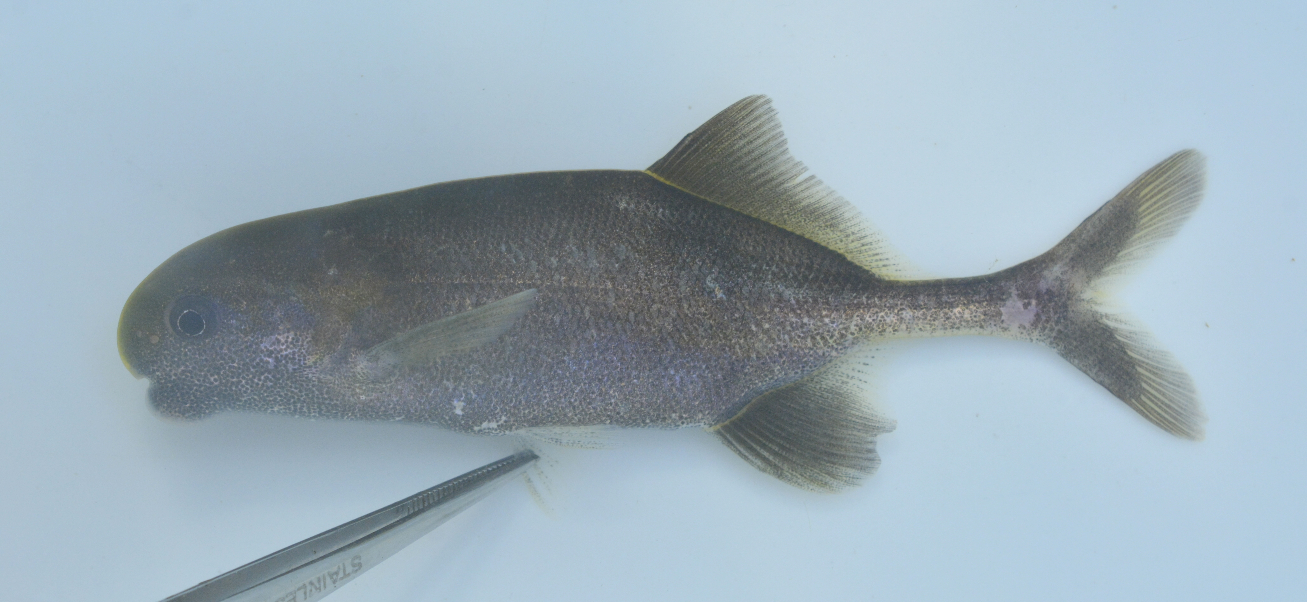 Zambezi parrotfish (Cyphomyrus discorhynchus) — Mormyridae — 5