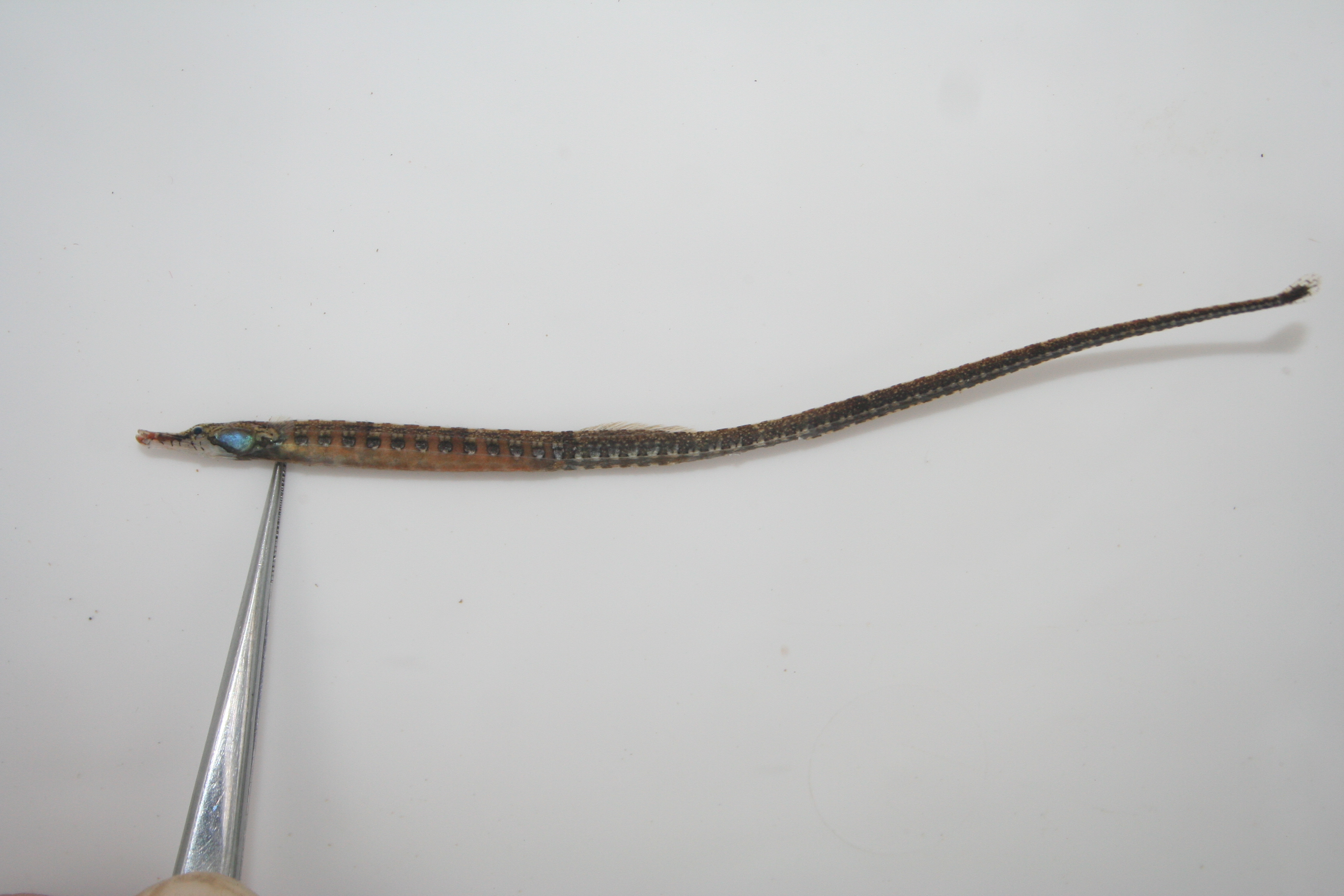 Ansorge's pipefish (Enneacampus ansorgii) — Syngnathidae — 2
