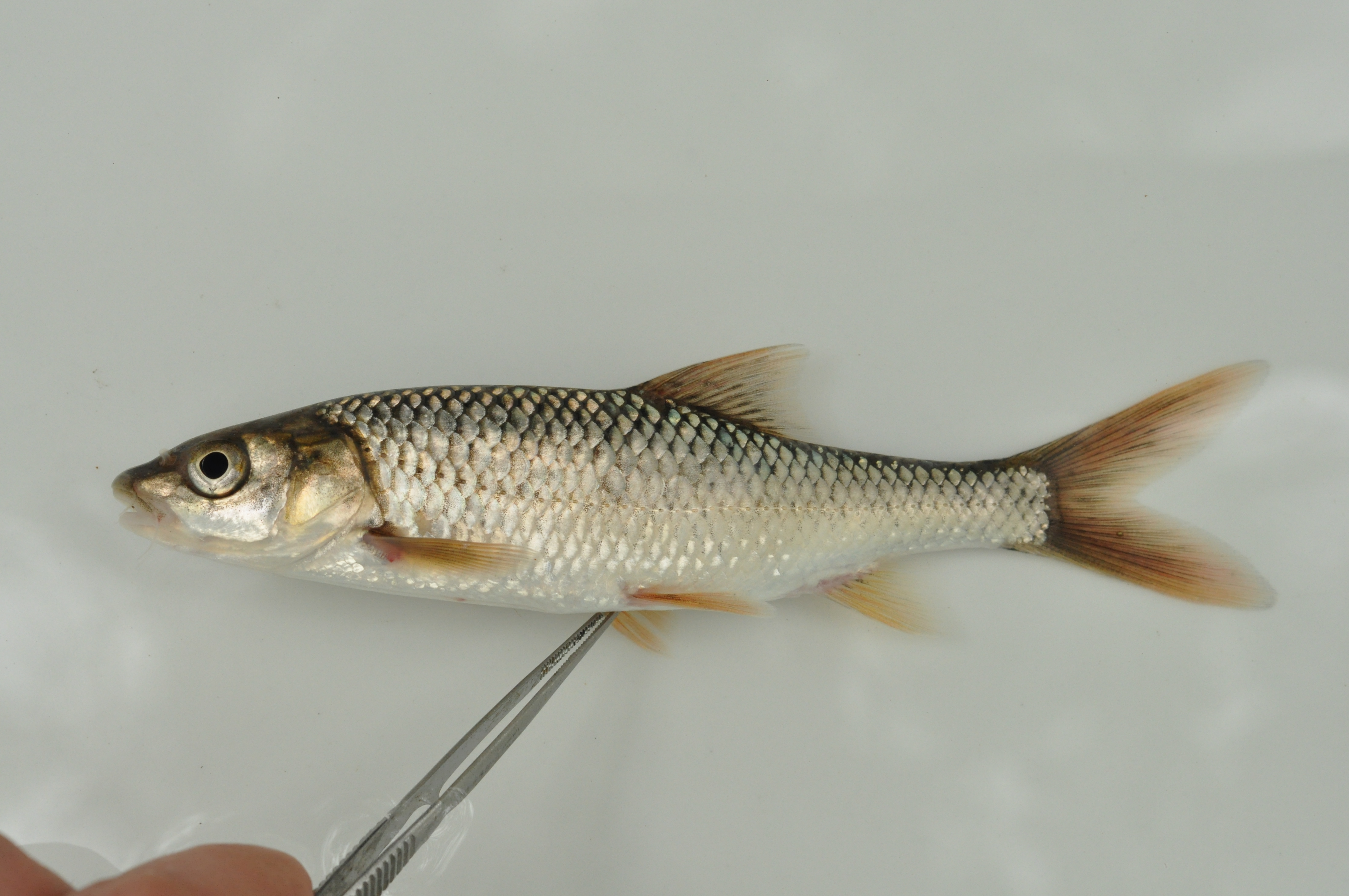 Clanwilliam yellowfish (Labeobarbus aeneus) — Cyprinidae — 2