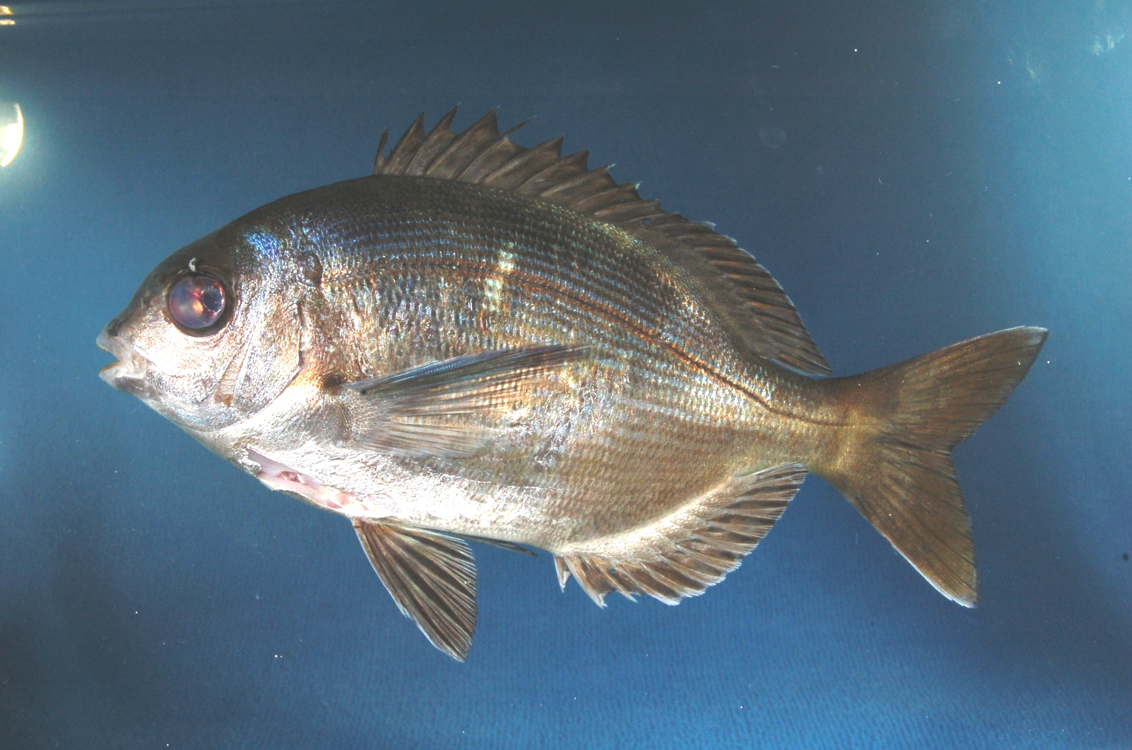 Bronze bream (Pachymetopon grande) — Sparidae — 3