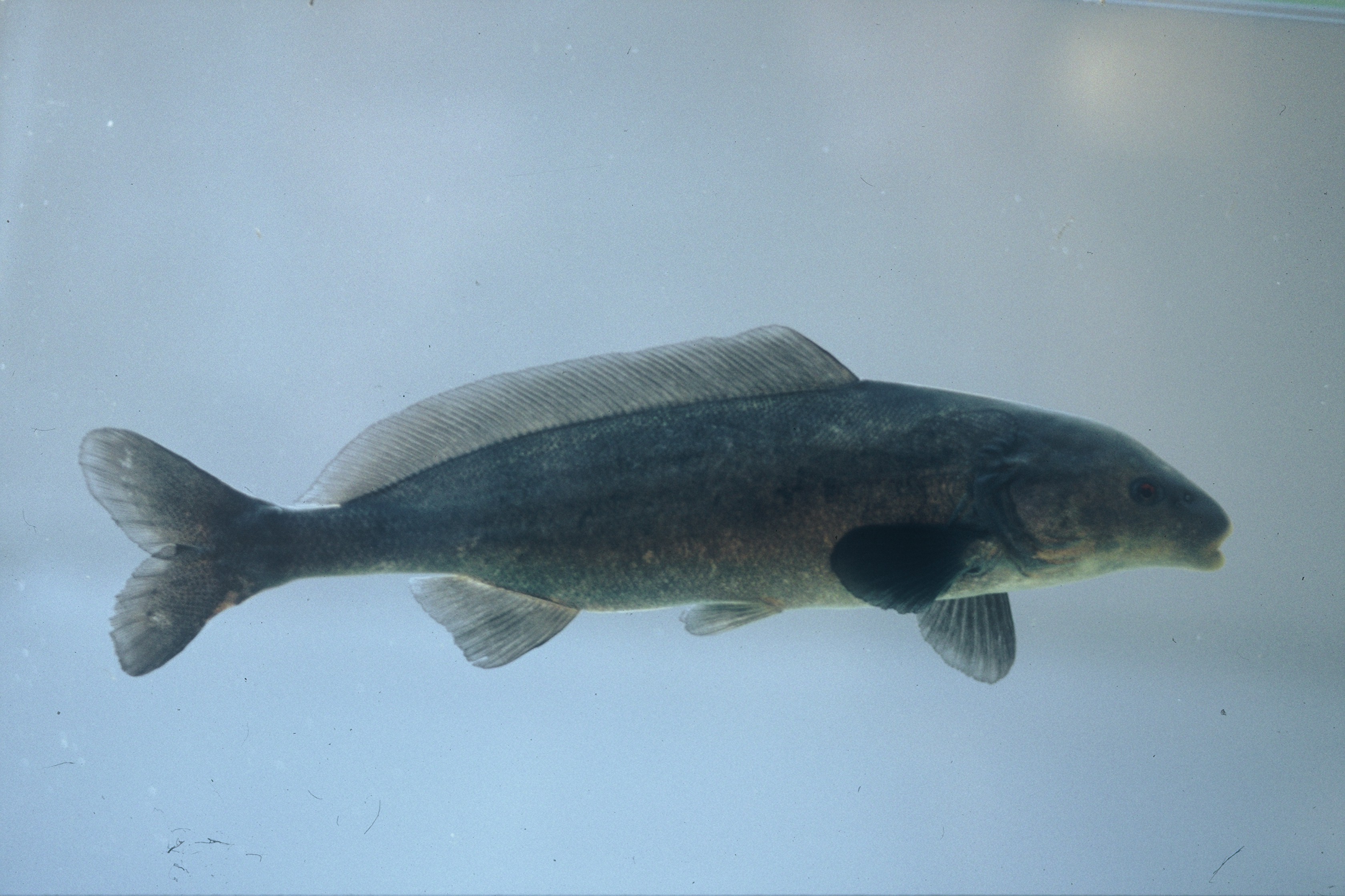 Bottle-nose (Mormyrus lacerda) — Mormyridae — 5