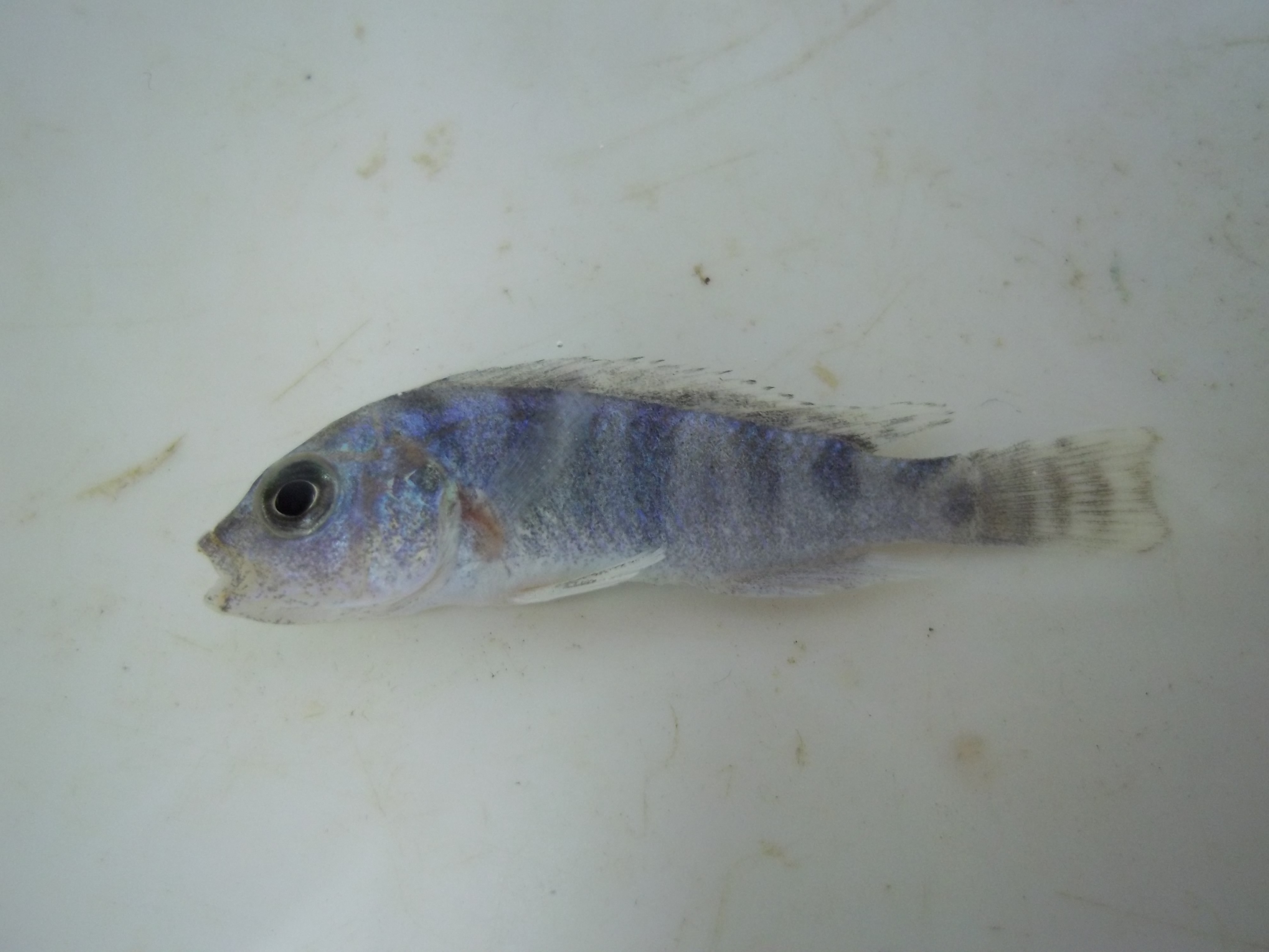 VC-10 thicklip cichlid (Placidochromis milomo) — Cichlidae — 2