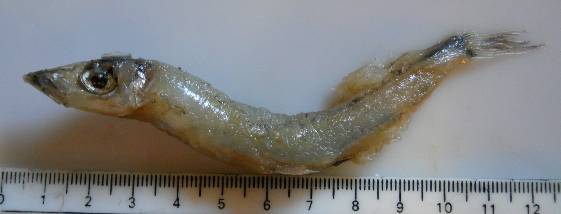 Argentine (Argentina euchus) — Argentinidae
