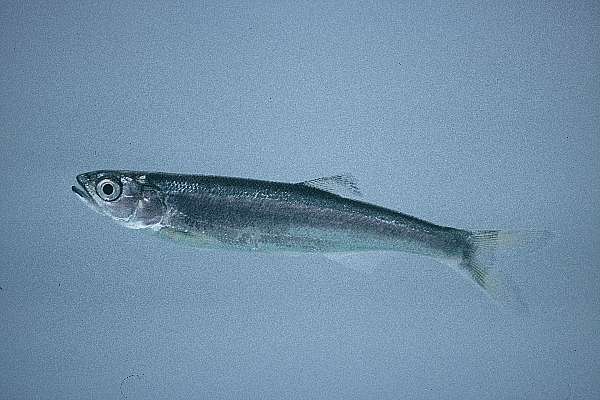 Sanjika (Opsaridium microlepis) — Cyprinidae — 4