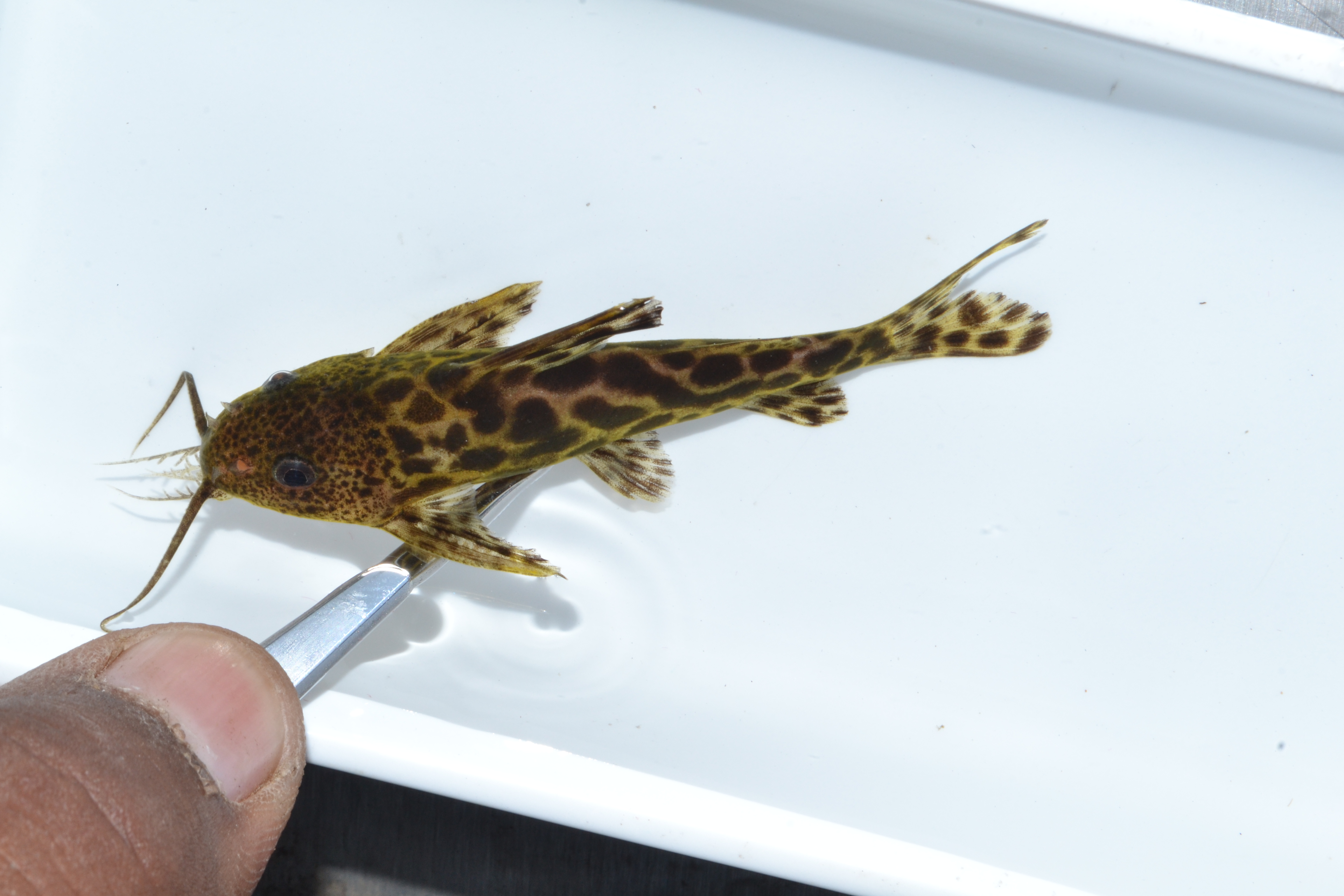 Largespot squeaker (Synodontis macrostigma) — Mochokidae — 5