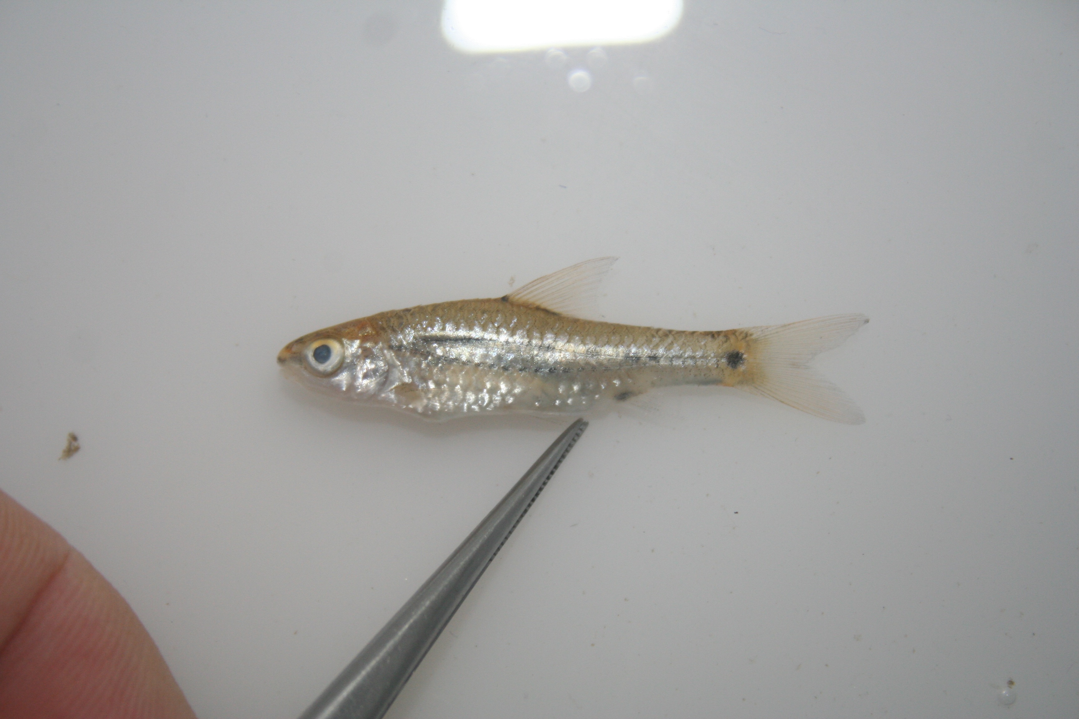 Greenwood's barb (Enteromius greenwoodi) — Cyprinidae — 3