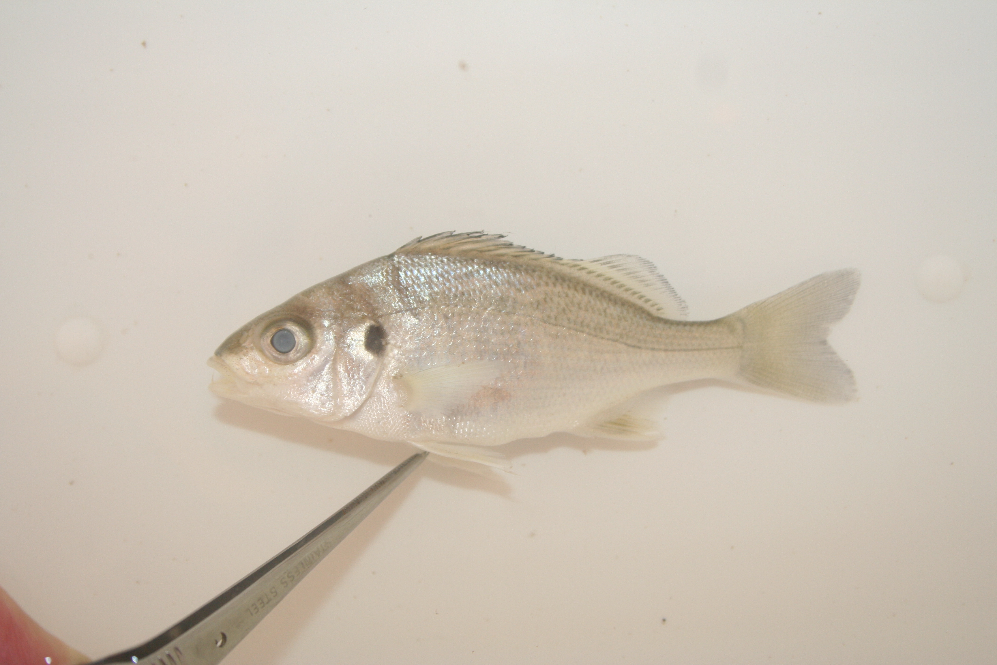 Perotet's grunt (Pomadasys perotaei) — Haemulidae — 3