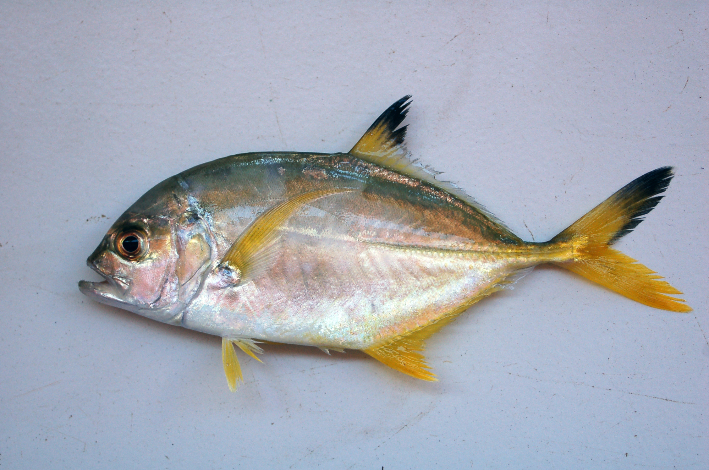 Blacktip kingfish (Caranx heberi) — Carangidae — 3