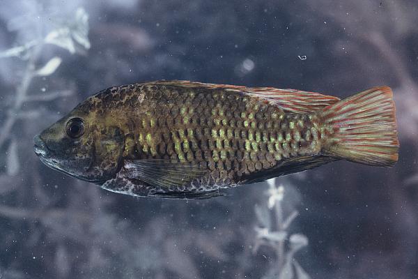 Otjikoto tilapia (Tilapia guinasana) — Cichlidae — 4
