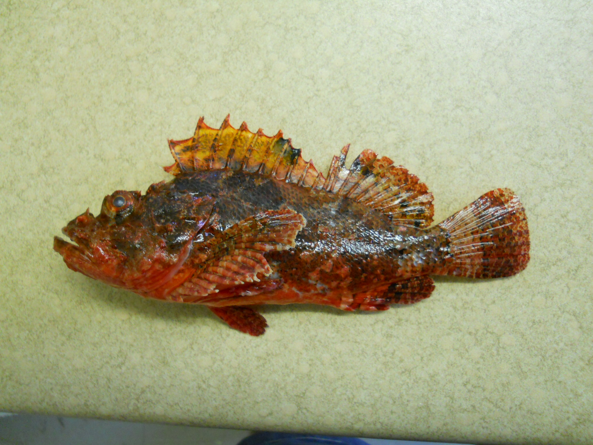 Raggy scorpionfish (Scorpaenopsis venosa) — Scorpaenidae — 3