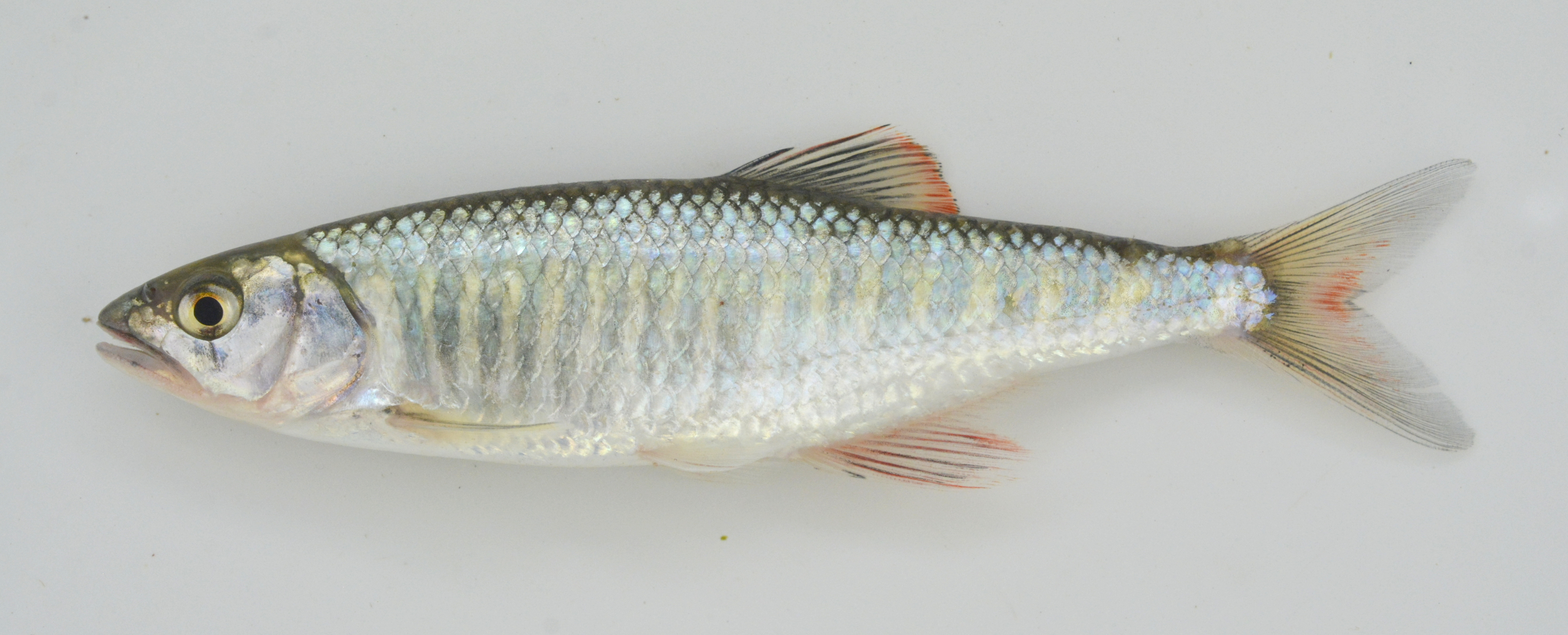 Barred minnow (Opsaridium zambezense) — Cyprinidae — 4