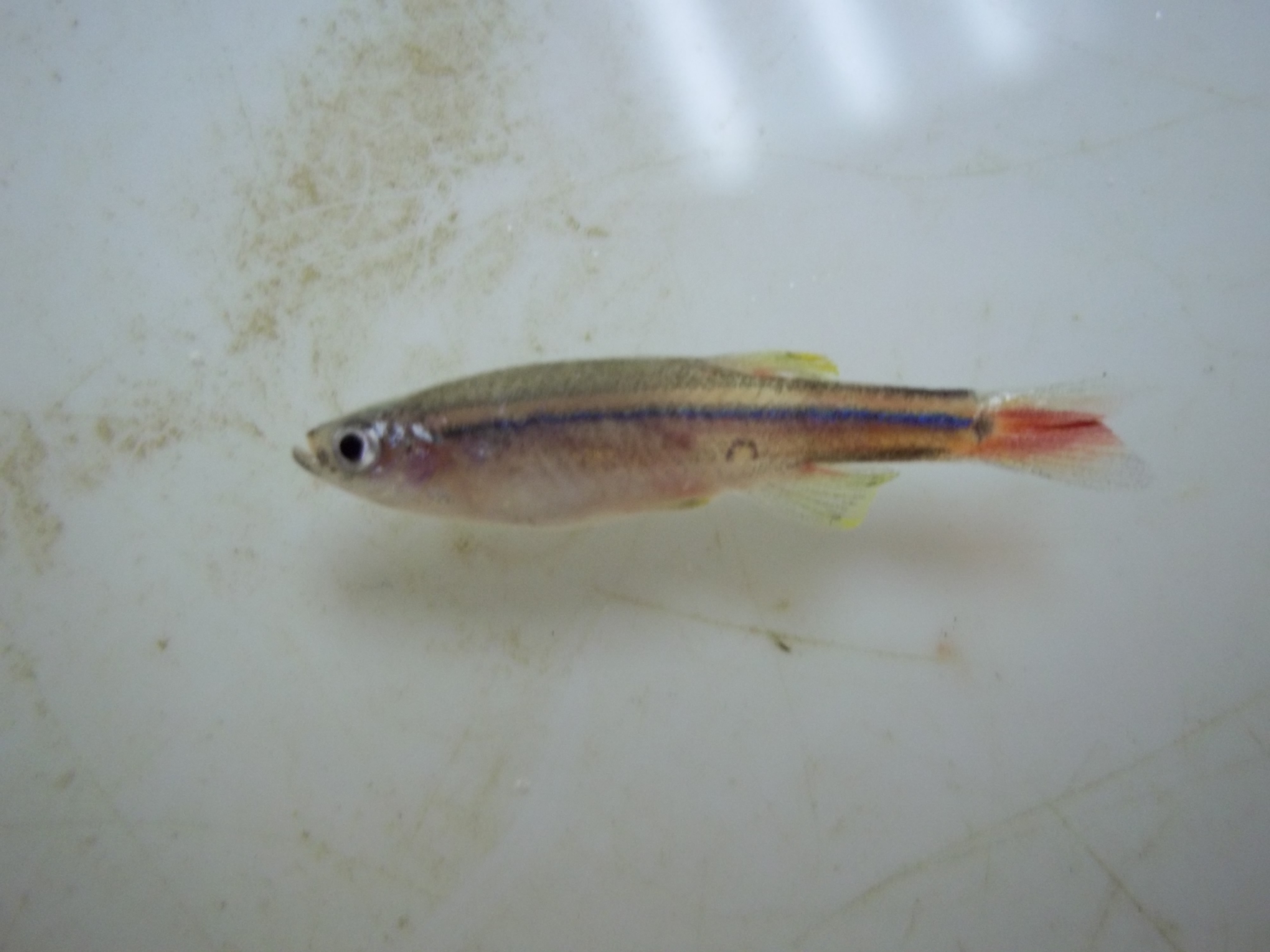 White Cloud Mountain minnow (Tanichthys albonubes) — Cyprinidae — 3