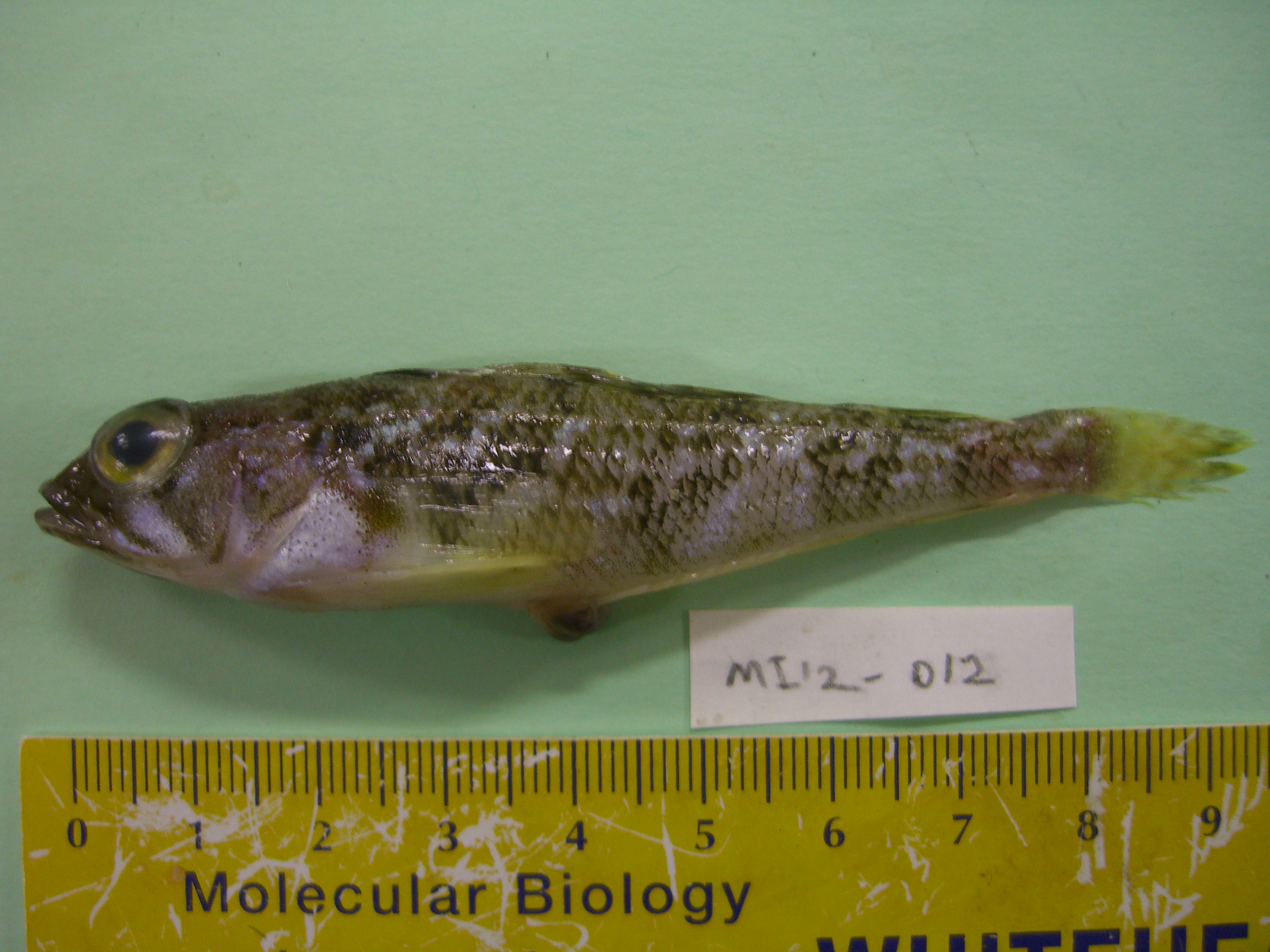 Gray rockcod (Lepidonotothen squamifrons) — Nototheniidae — 2