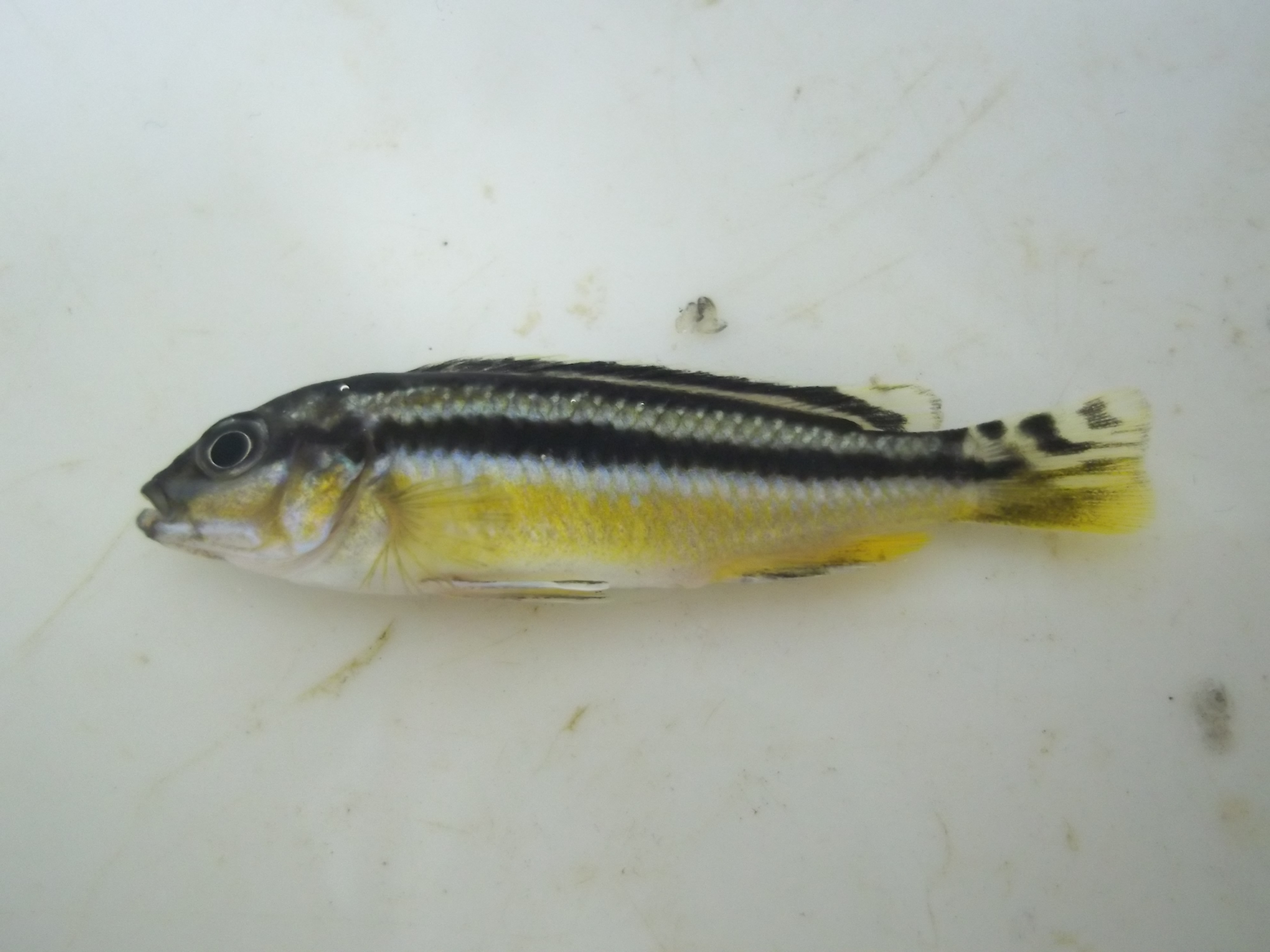 Chipoka-mbuna (Melanochromis chipokae) — Cichlidae