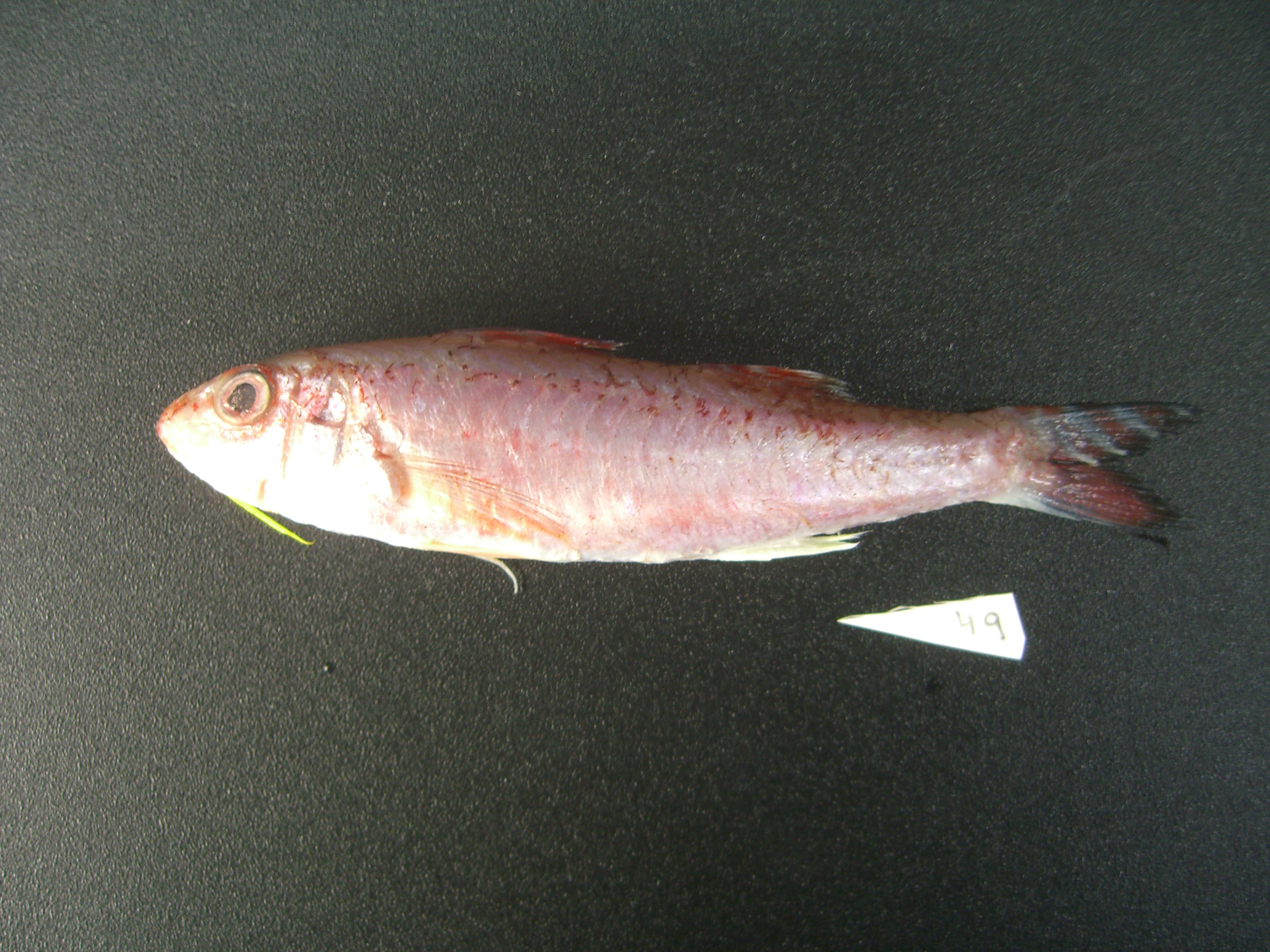 Bar-tailed goatfish (Upeneus japonicus) — Mullidae — 2