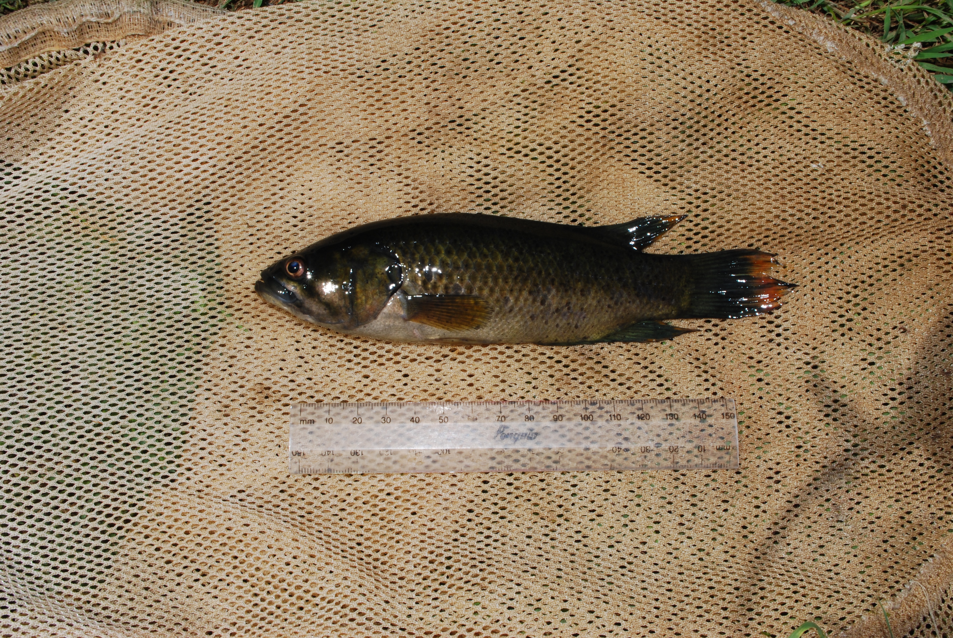 Eastern Cape rocky (Sandelia bainsii) — Anabantidae