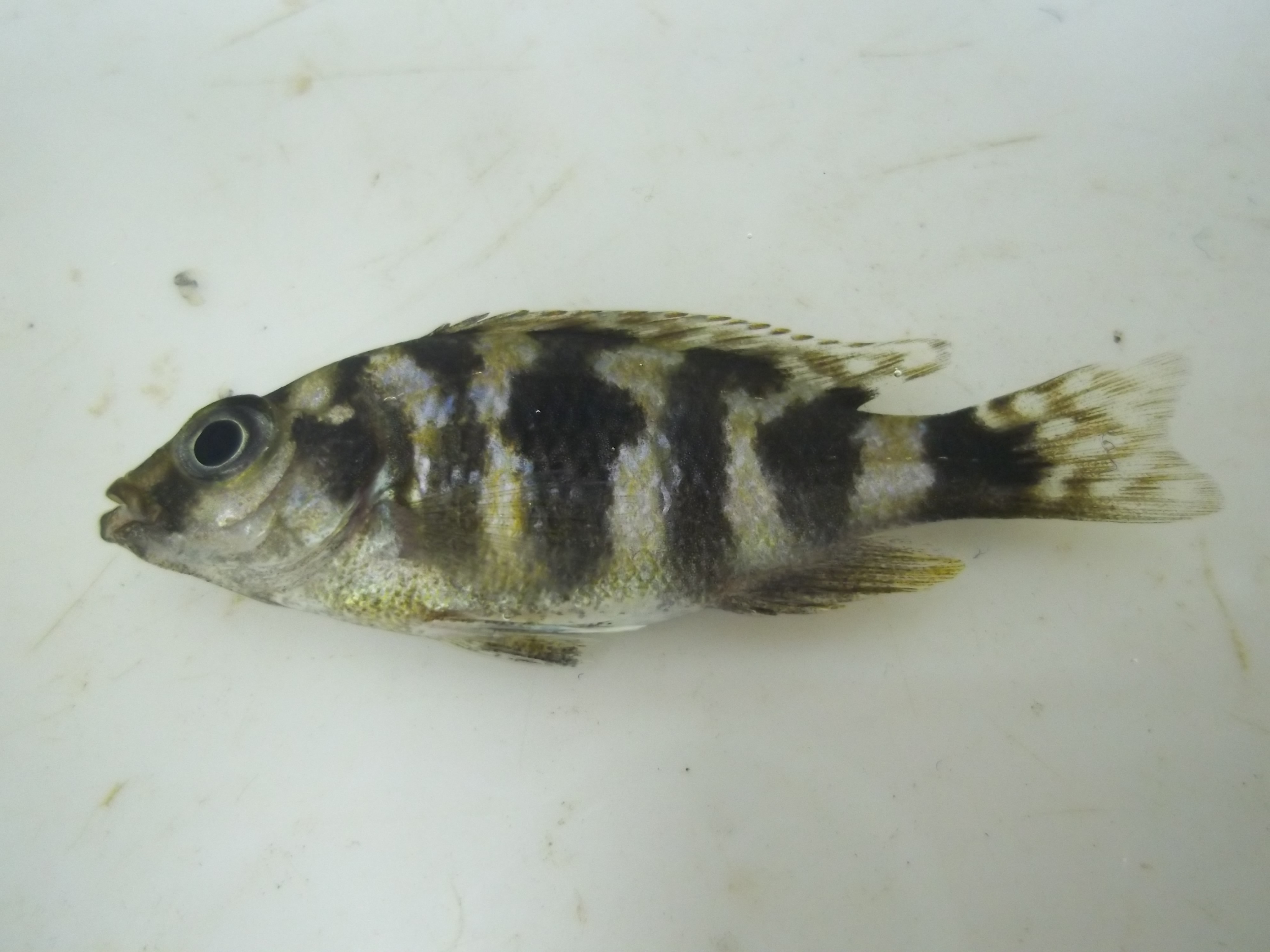 Kenyi-mbuna (Maylandia lombardoi) — Cichlidae — 2