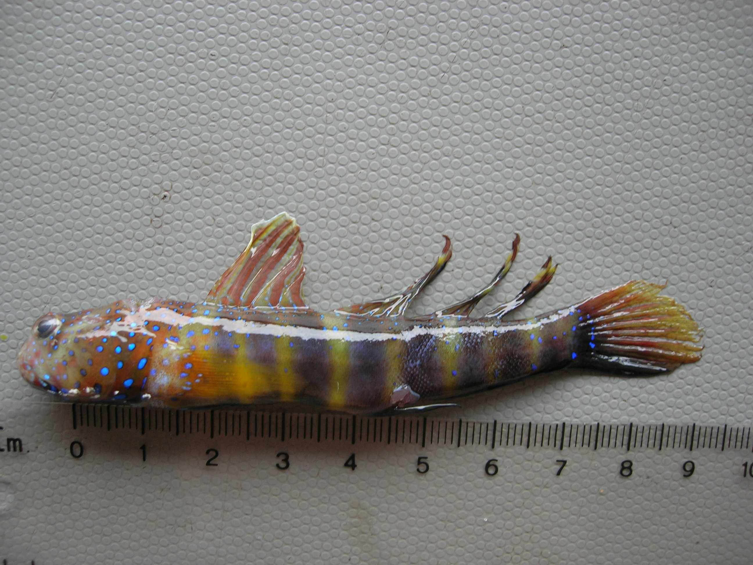 Pinkspotted shrimpgoby (Cryptocentrus cryptocentrus) — Gobiidae — 2