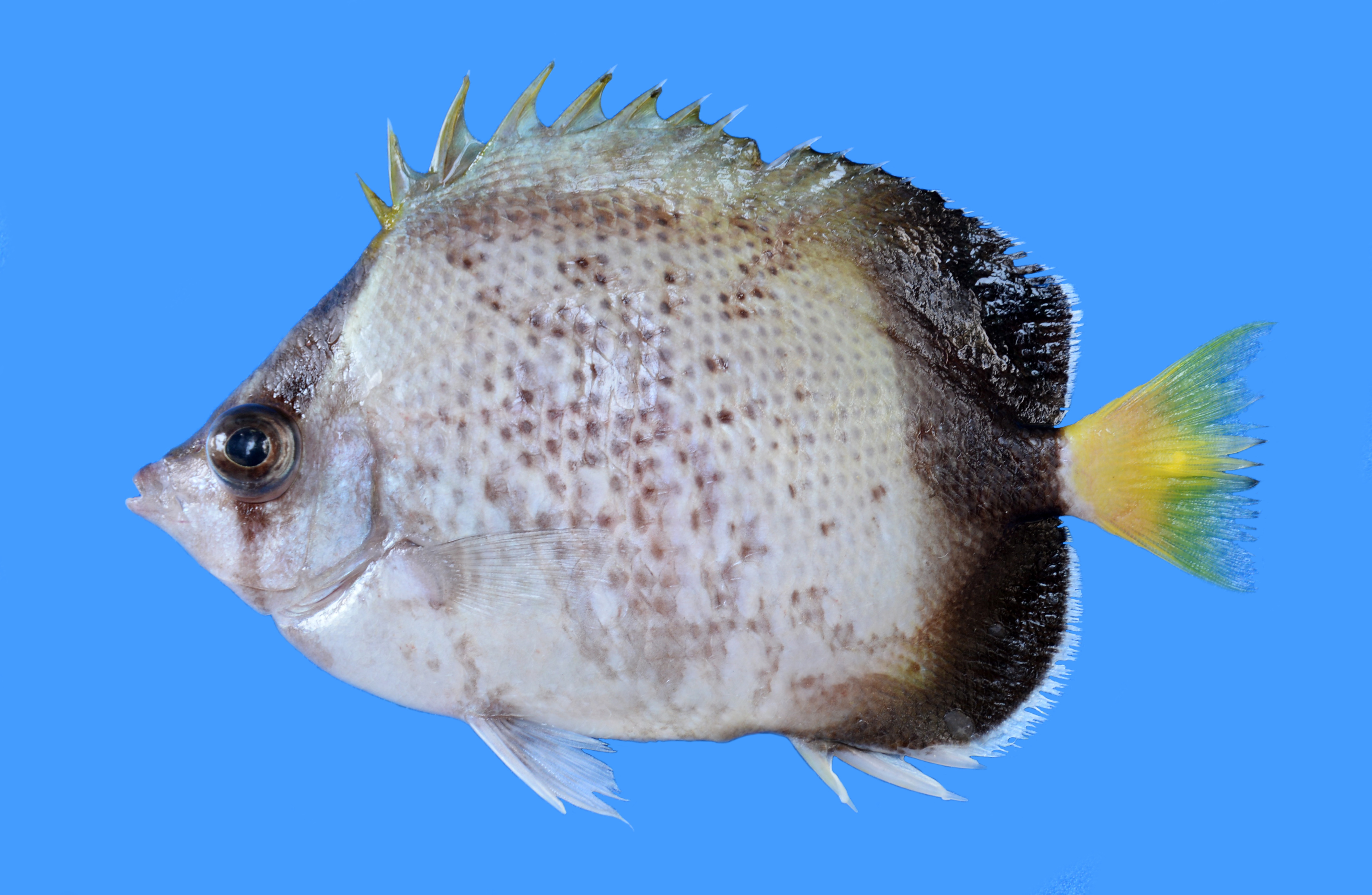 Afrikaanse koraalvlinder (Chaetodon dolosus) — Chaetodontidae — 2