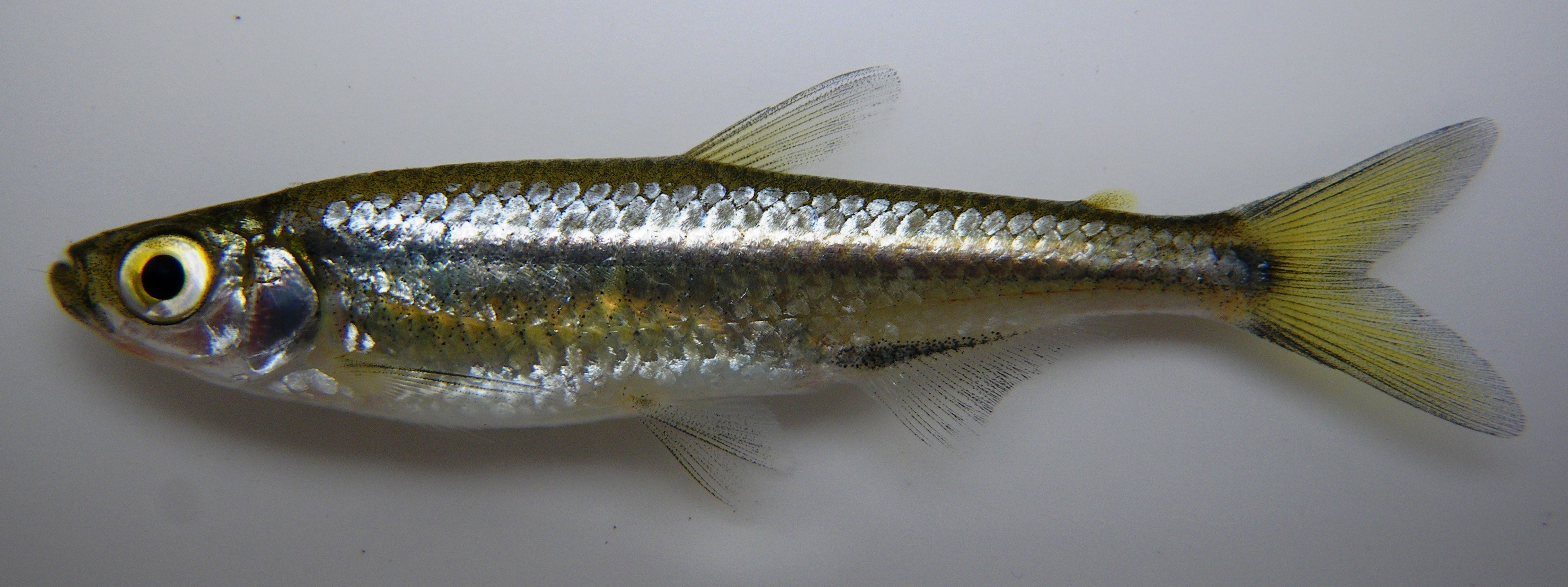 Slender robber (Rhabdalestes rhodesiensis) — Alestidae