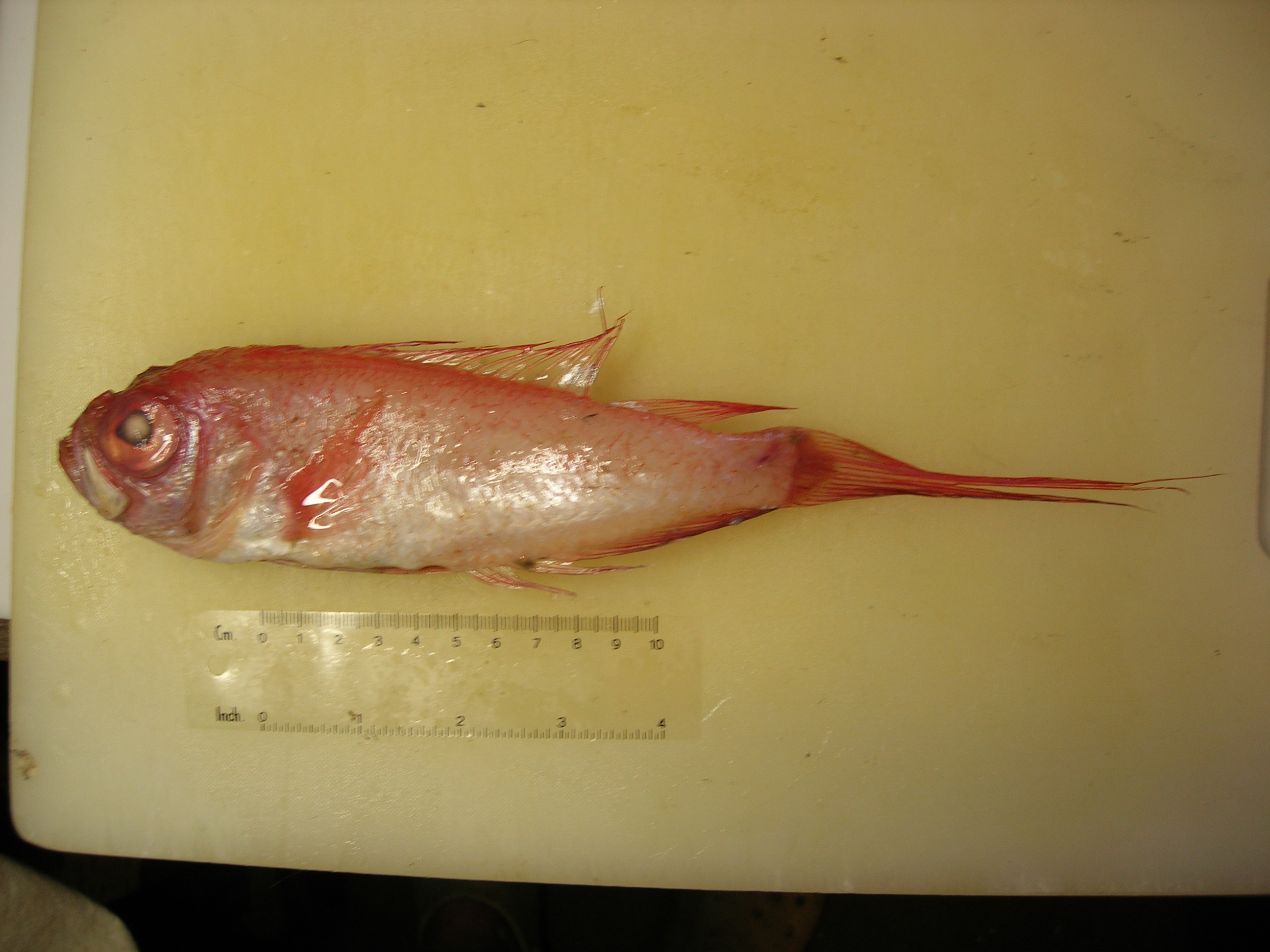 Weber's spinejaw (Owstonia weberi) — Cepolidae — 2