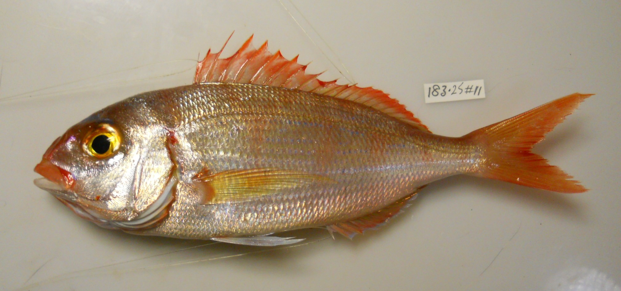 Natal pandora (Pagellus natalensis) — Sparidae — 3