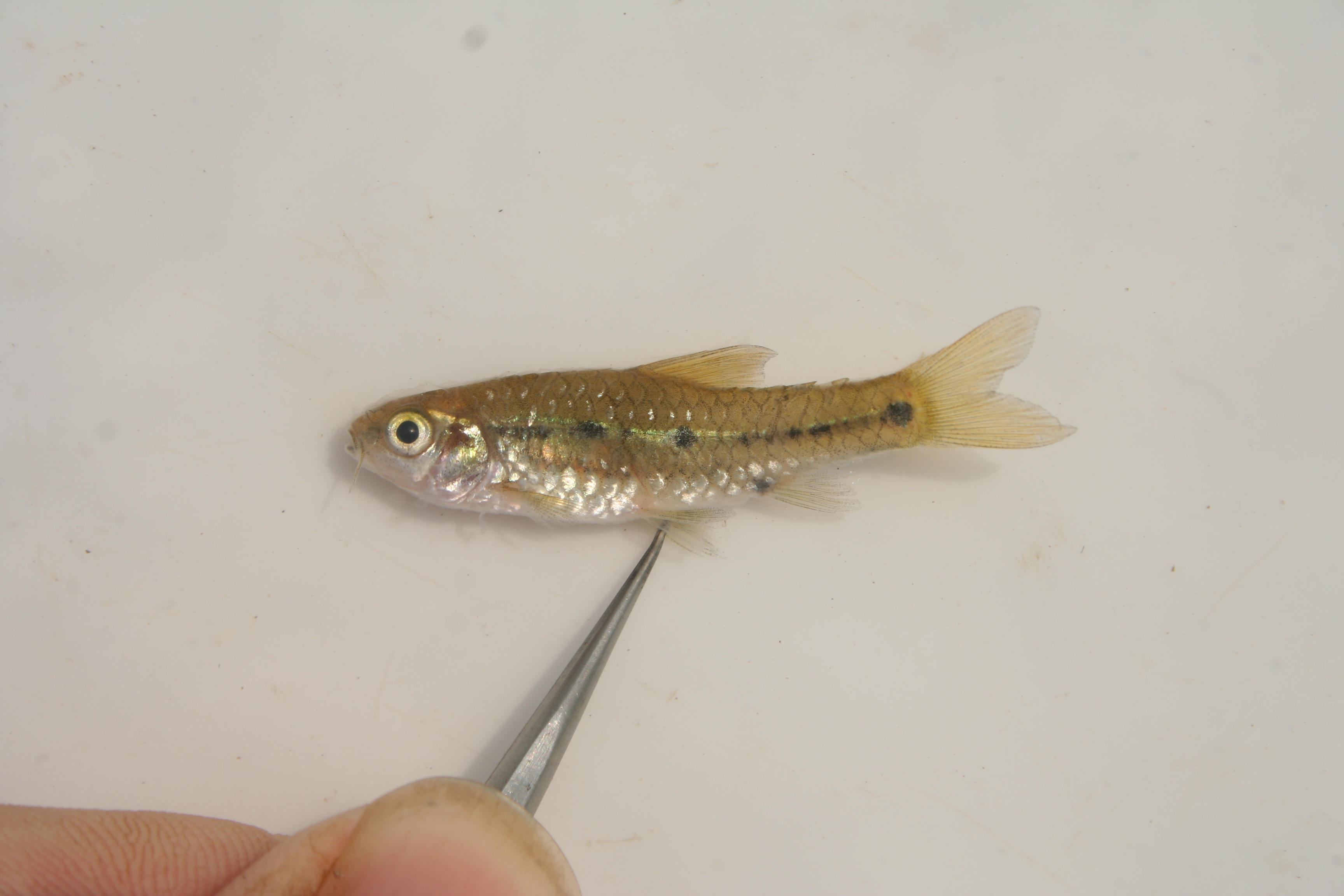 Greenwood's barb (Enteromius greenwoodi) — Cyprinidae — 2