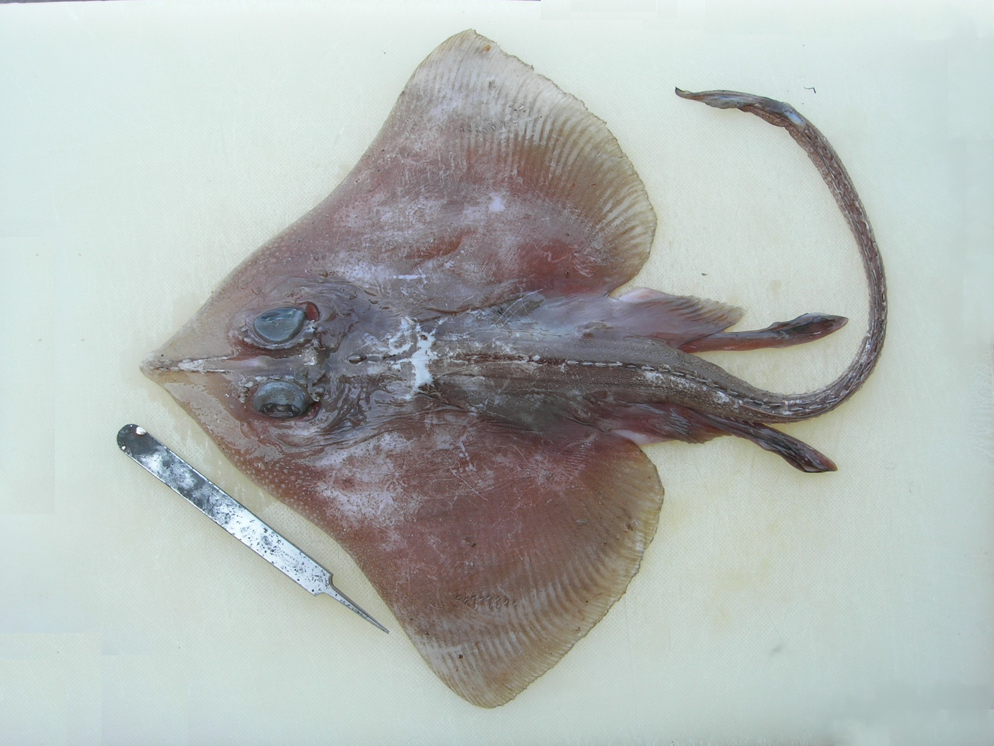 Roughnose leg skate (Cruriraja parcomaculata) — Rajidae — 2