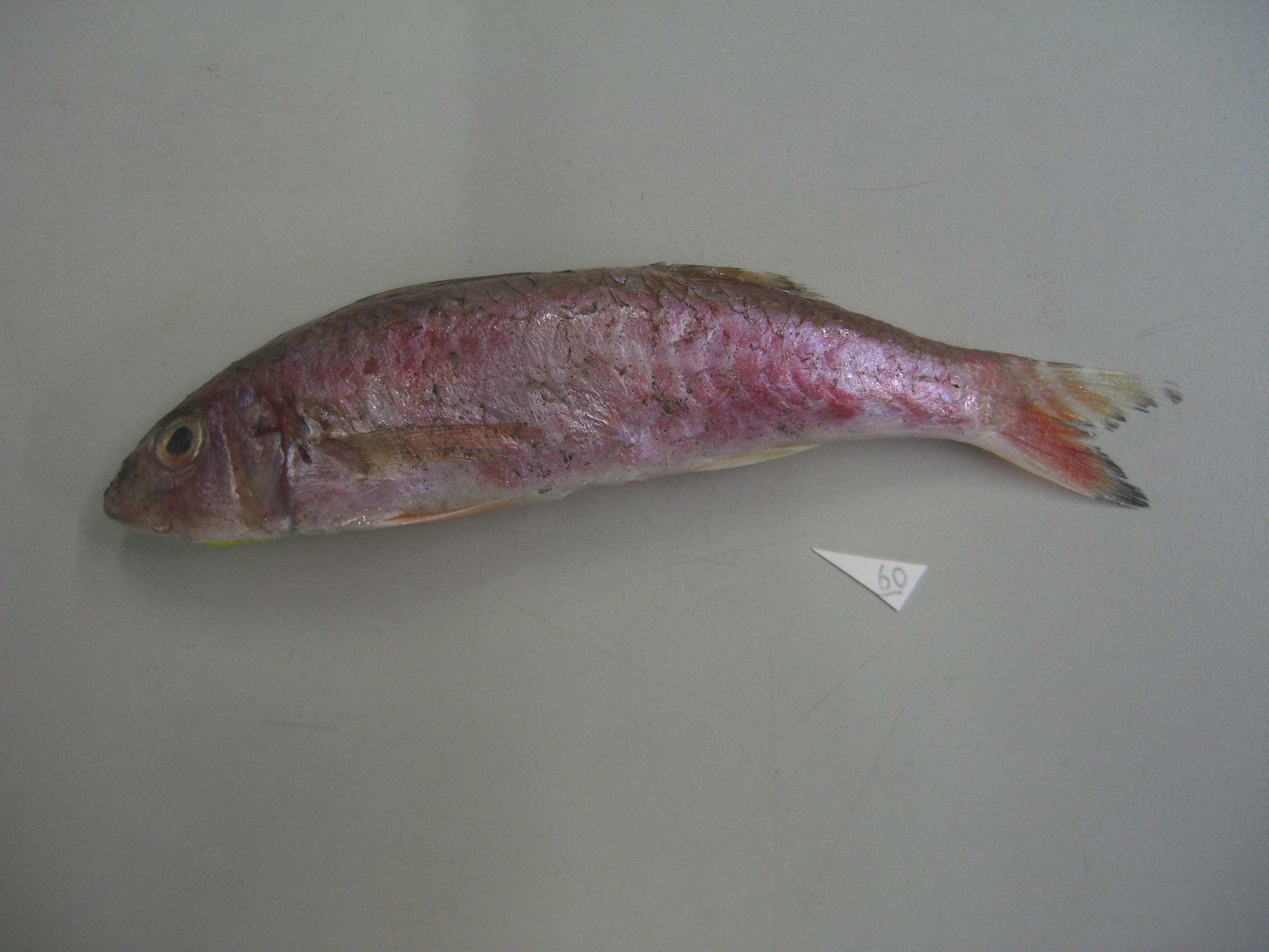 Bar-tailed goatfish (Upeneus japonicus) — Mullidae — 3