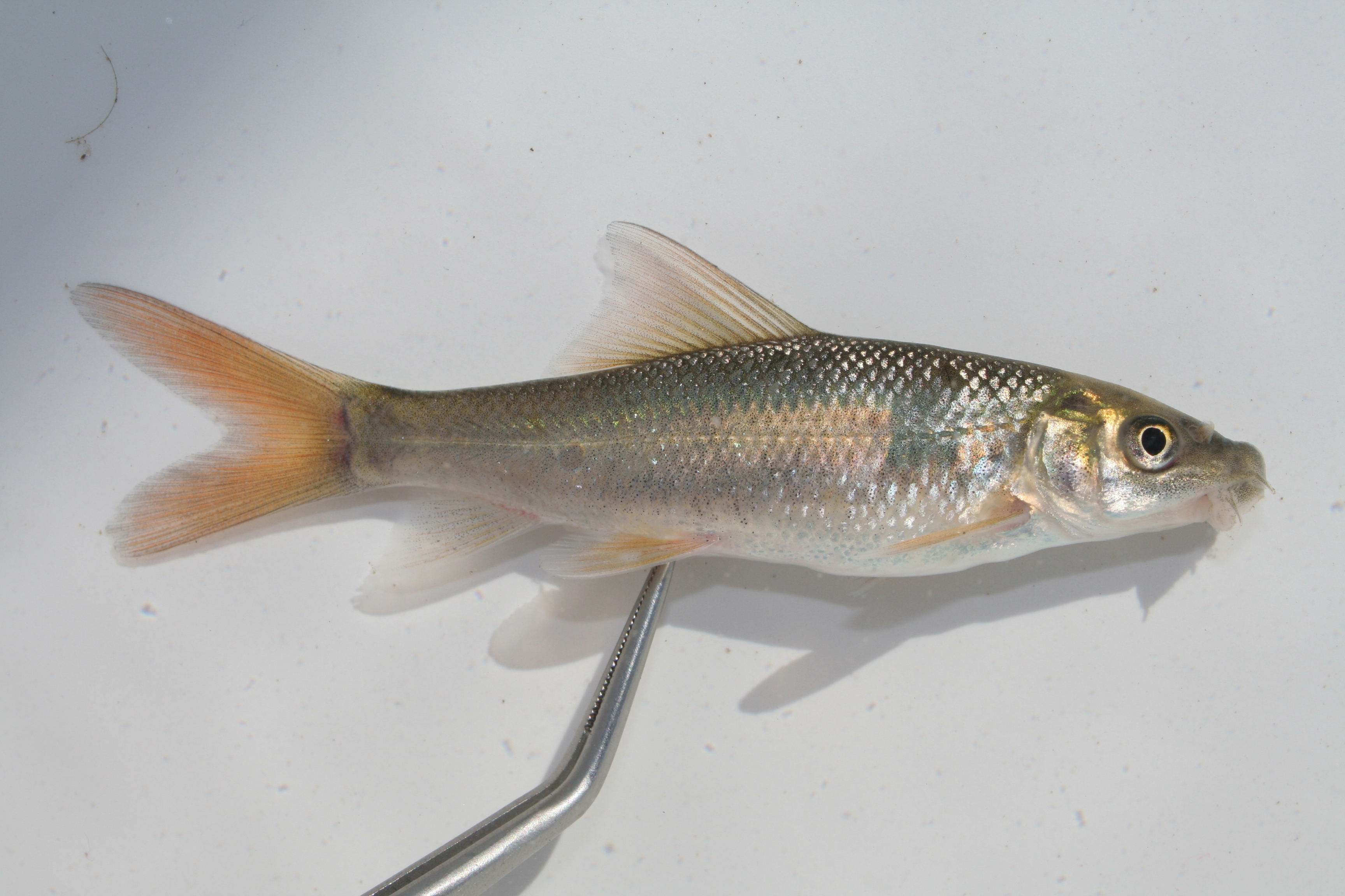 Orange River labeo (Labeo capensis) — Cyprinidae — 3