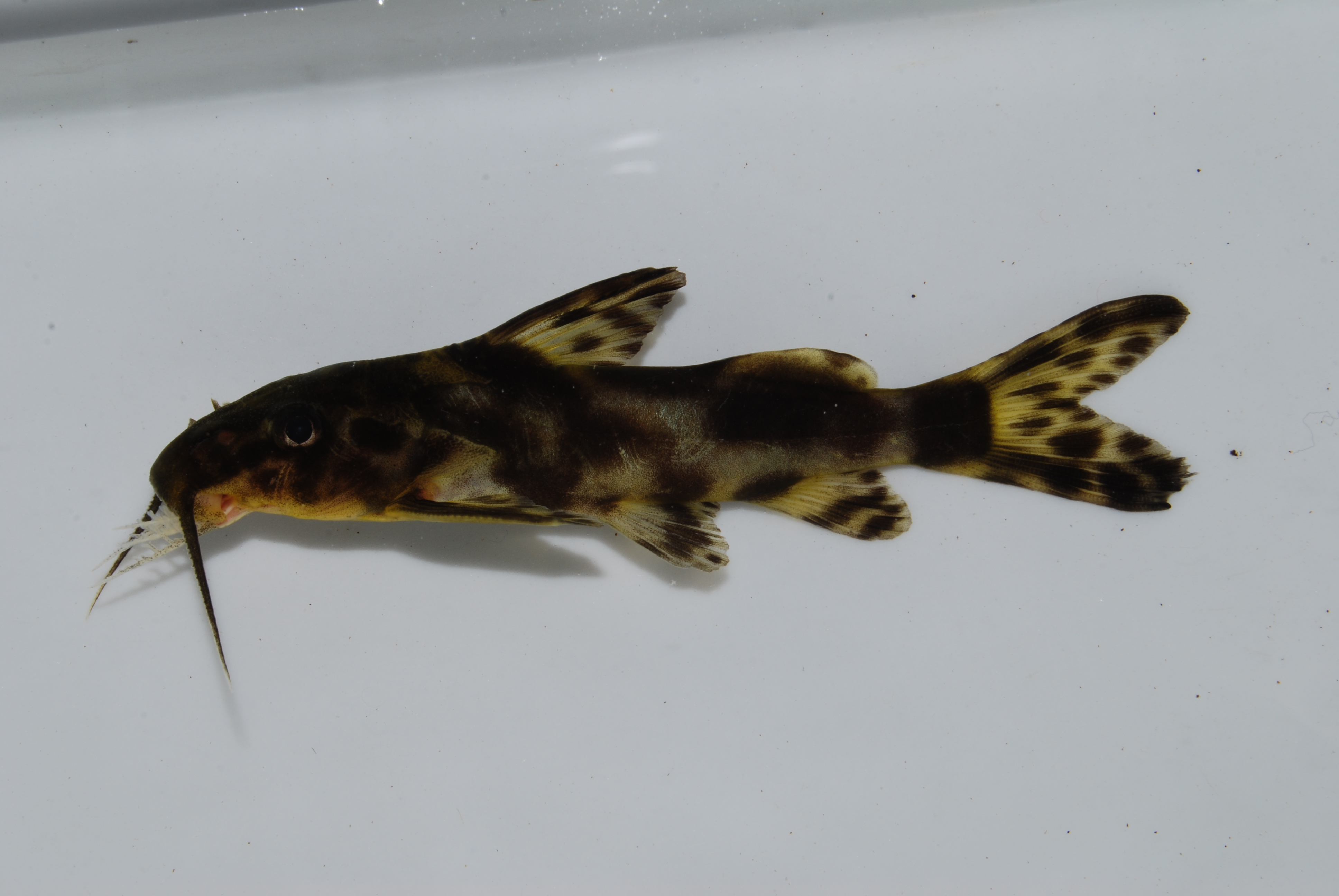 Largemouth squeaker (Synodontis macrostoma) — Mochokidae