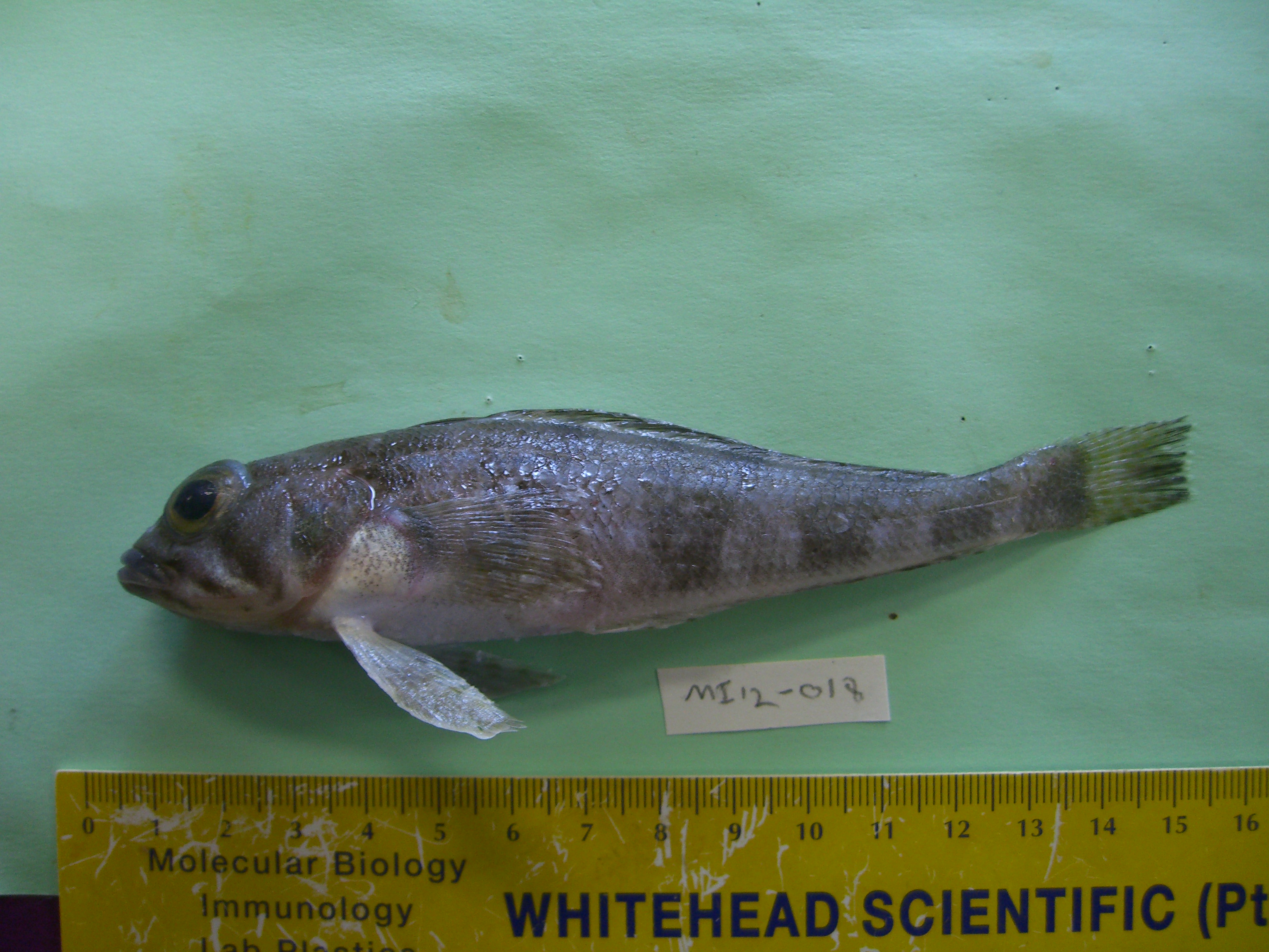 Gray rockcod (Lepidonotothen squamifrons) — Nototheniidae — 5