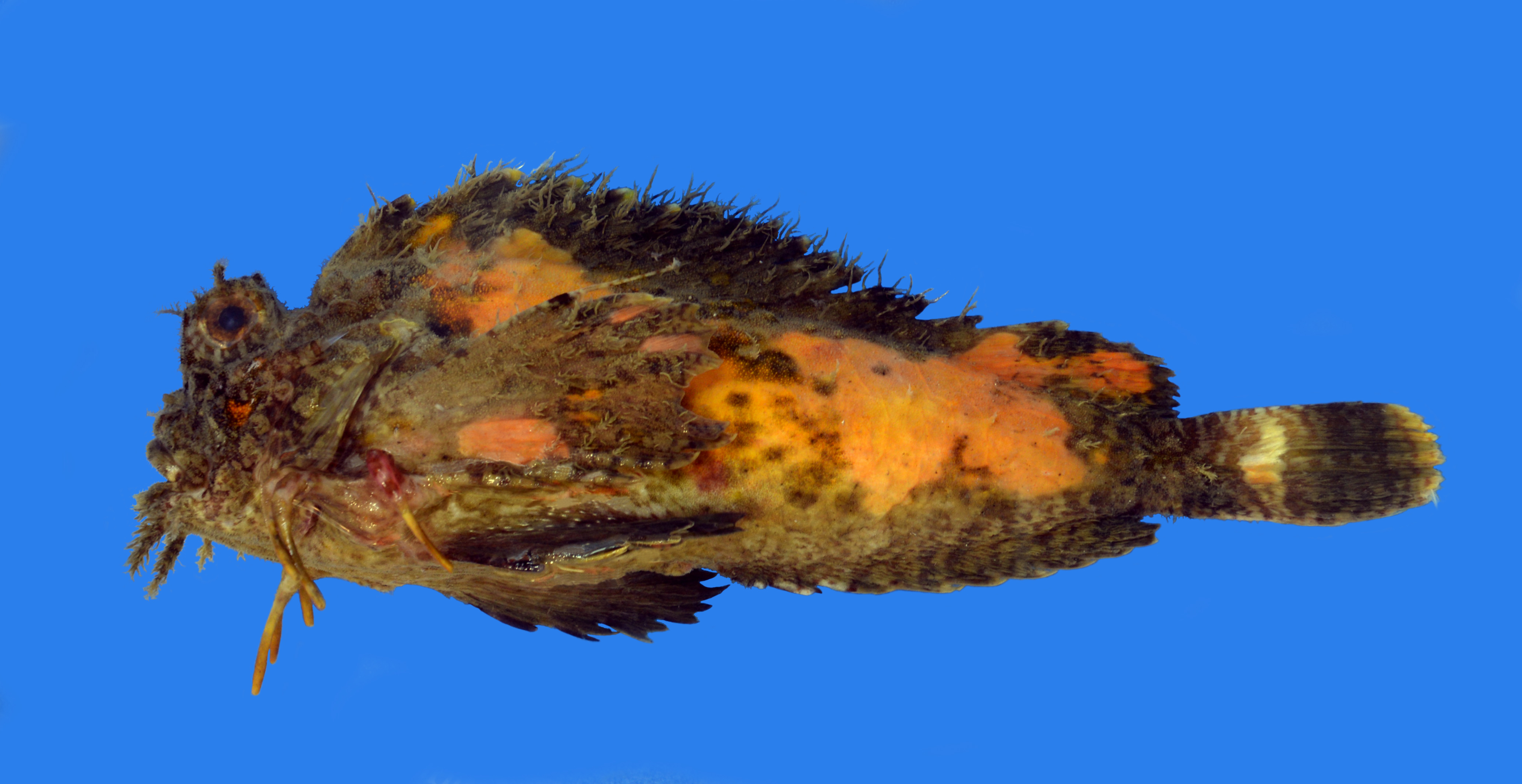 Threestick stingfish (Choridactylus natalensis) — Synanceiidae — 2